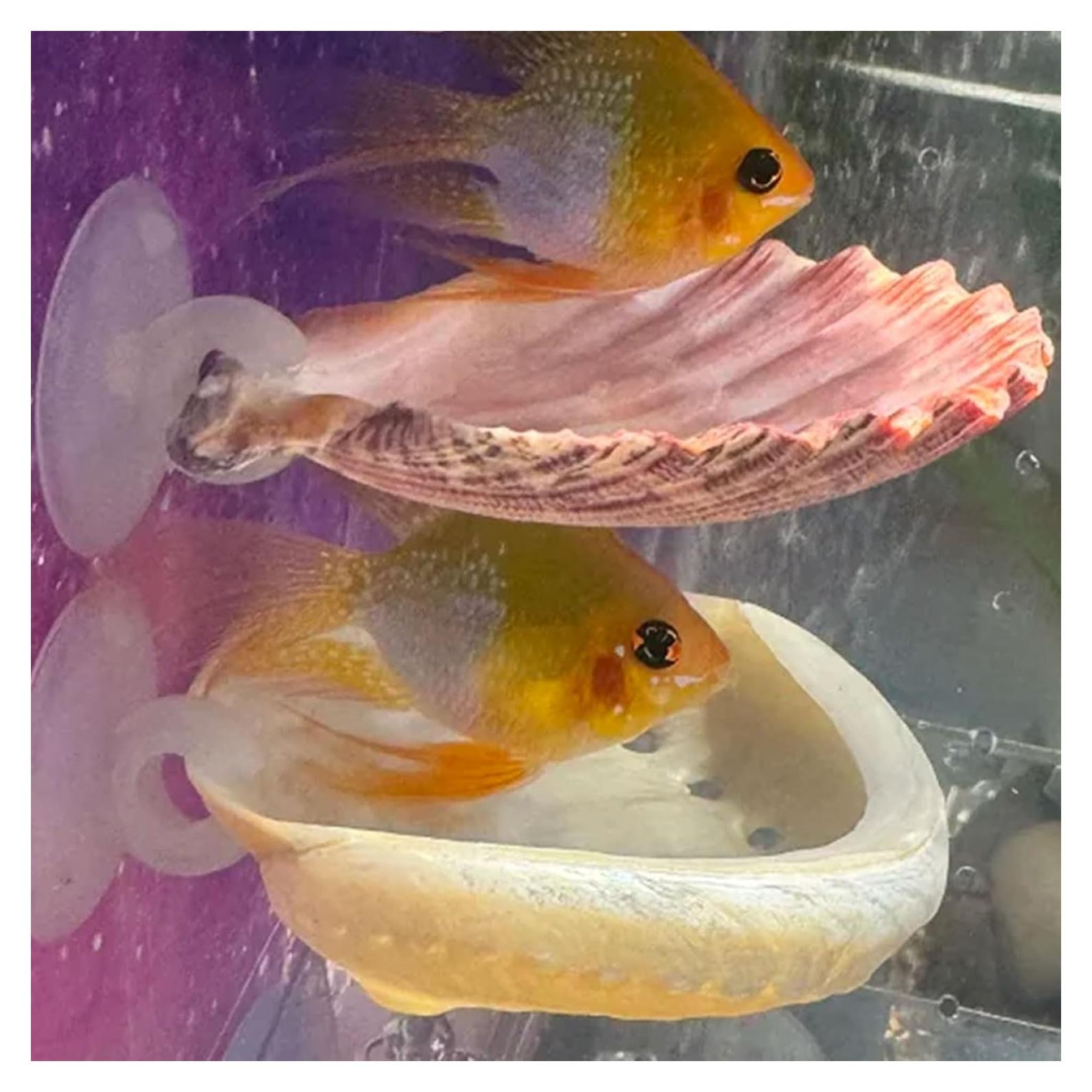 Paquete de 2 Casas de Descanso para Peces Betta Oncpcare