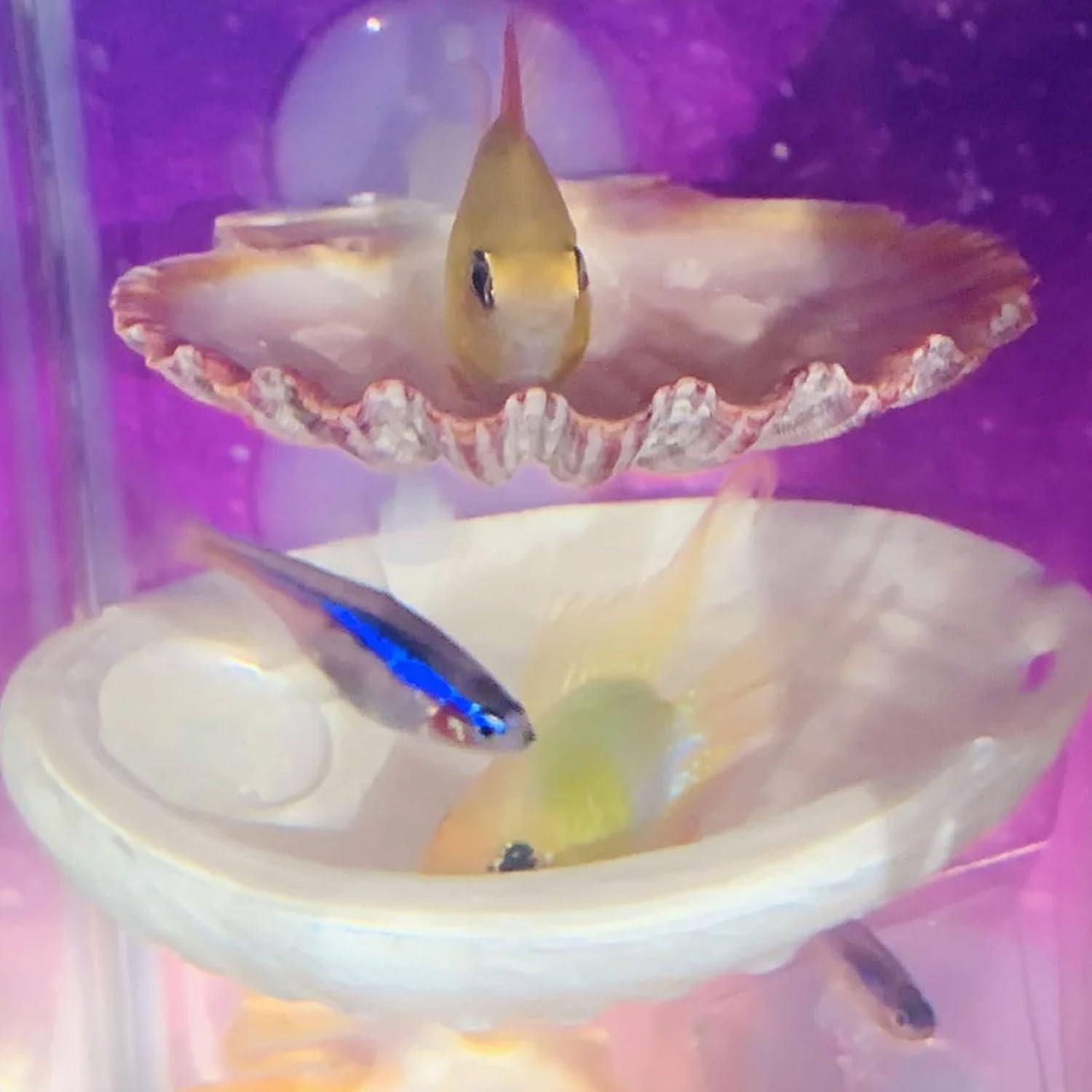 Paquete de 2 Casas de Descanso para Peces Betta Oncpcare