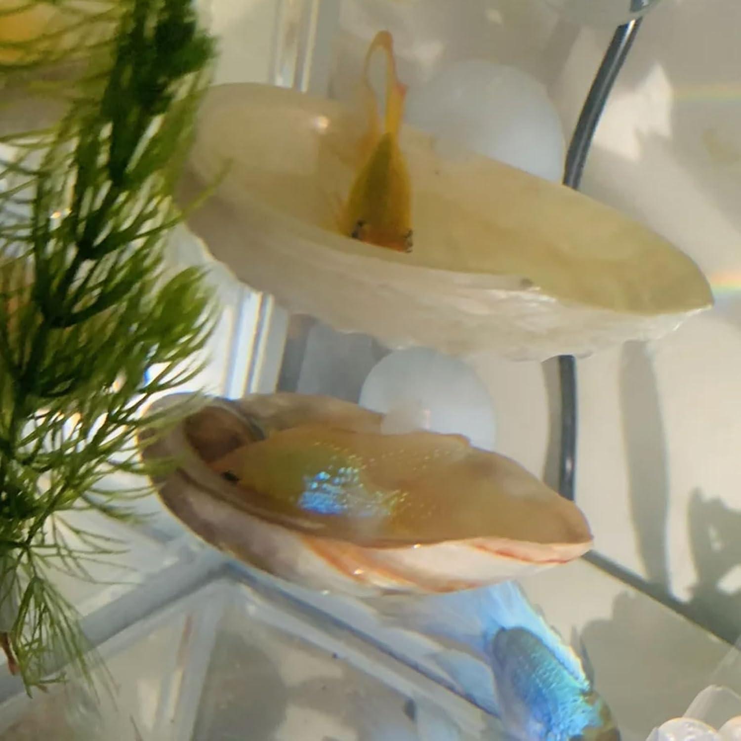 Paquete de 2 Casas de Descanso para Peces Betta Oncpcare