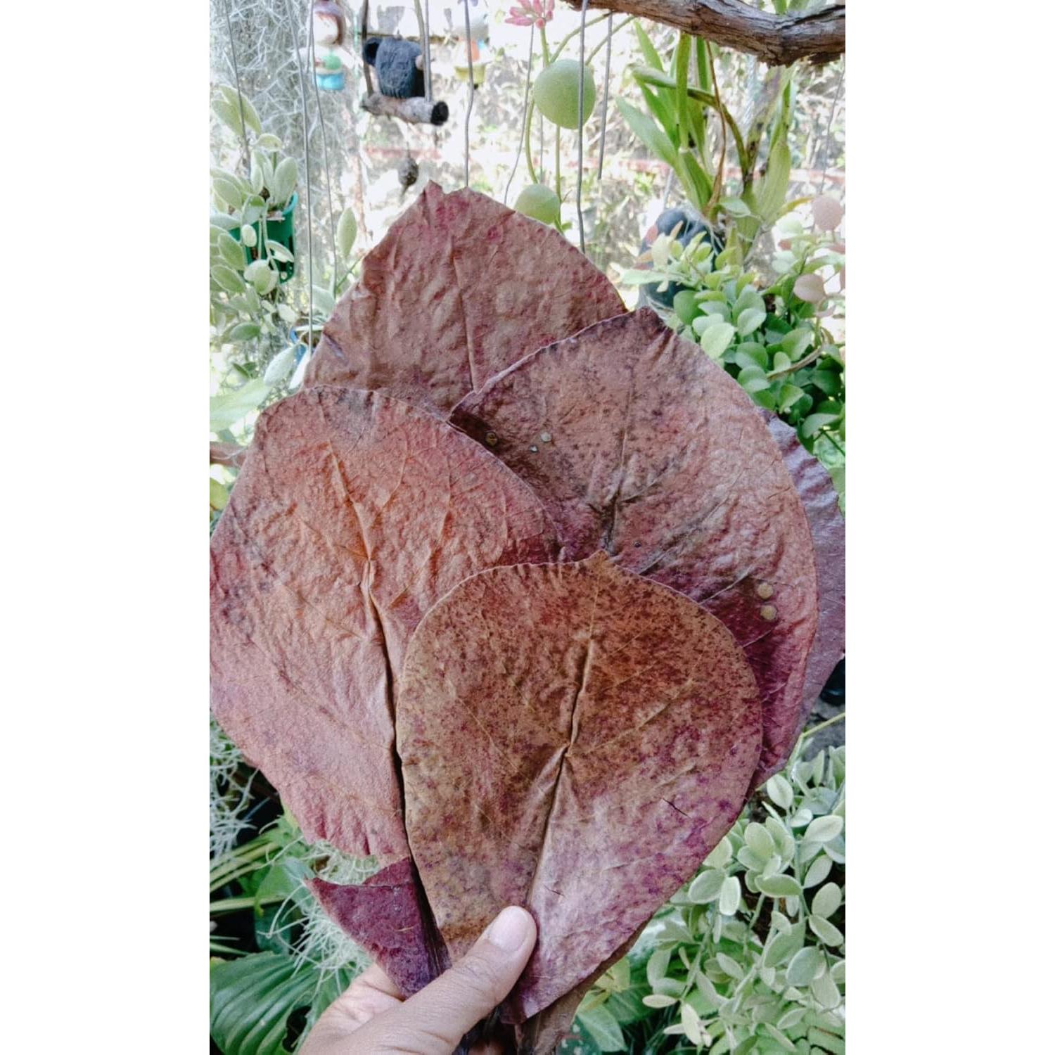 Hojas de Almendra India SIAM 50g para Peces Betta y Camarones