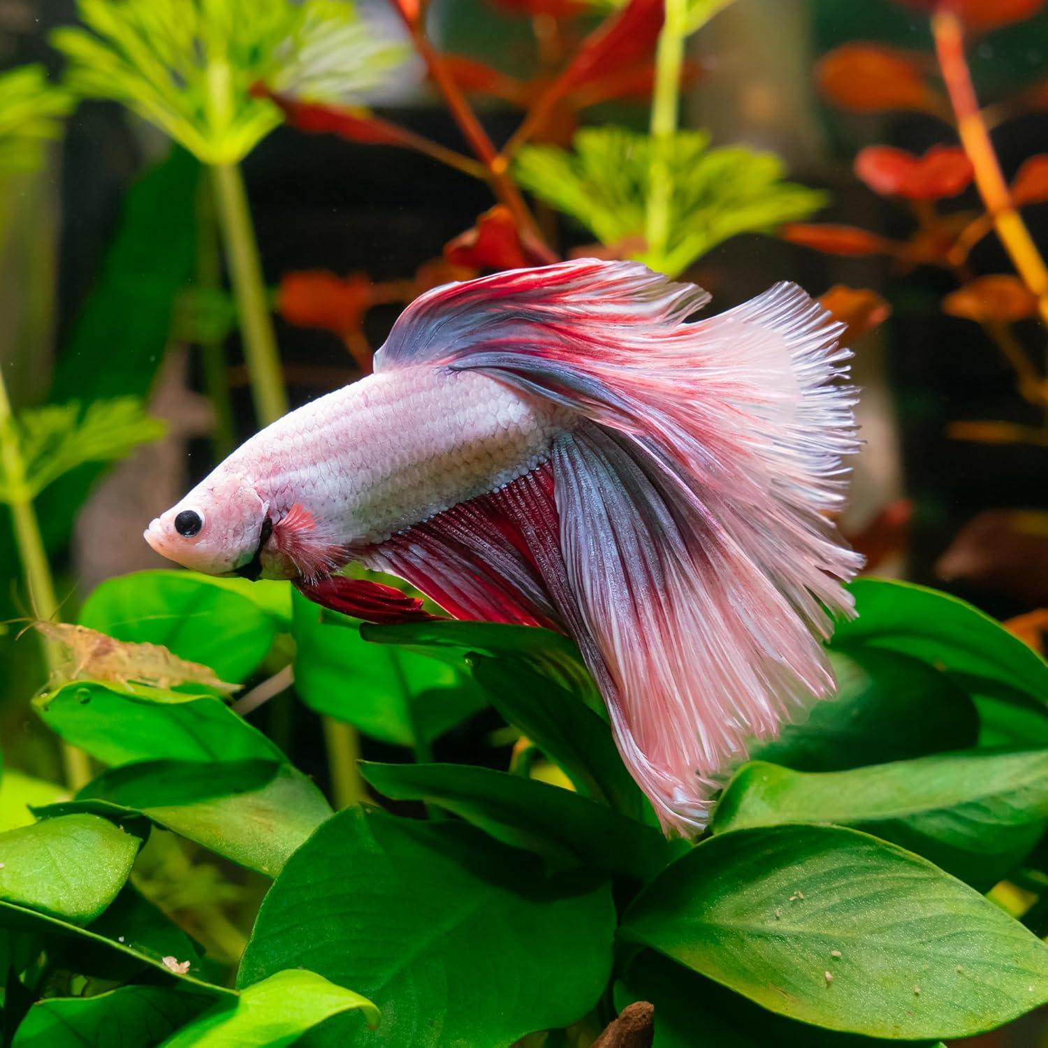 2 Piezas Almohadilla de Hoja Verde Luhaomisky para Betta