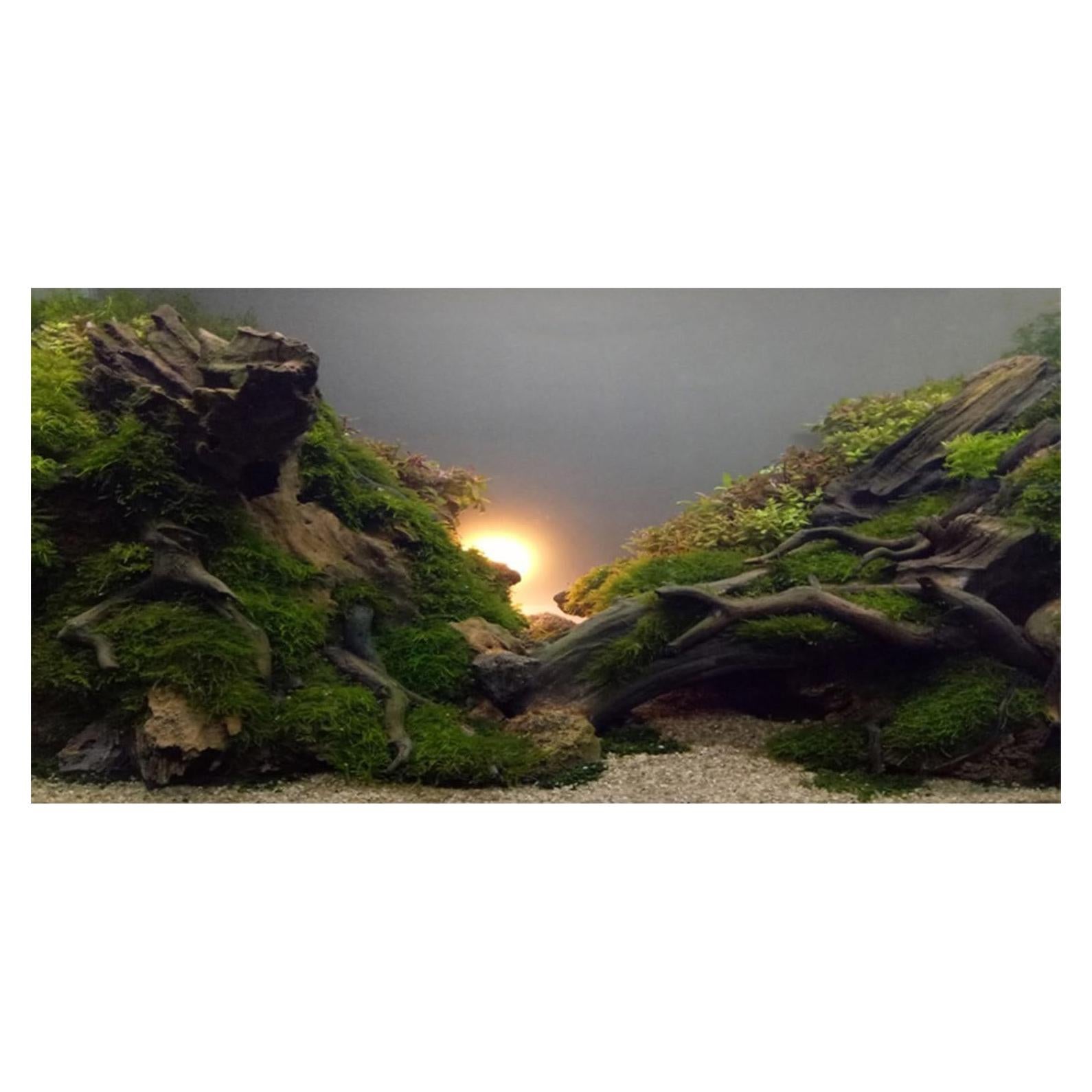 Fondo de Acuario AWERT 75x45 cm Planta Acuática HD