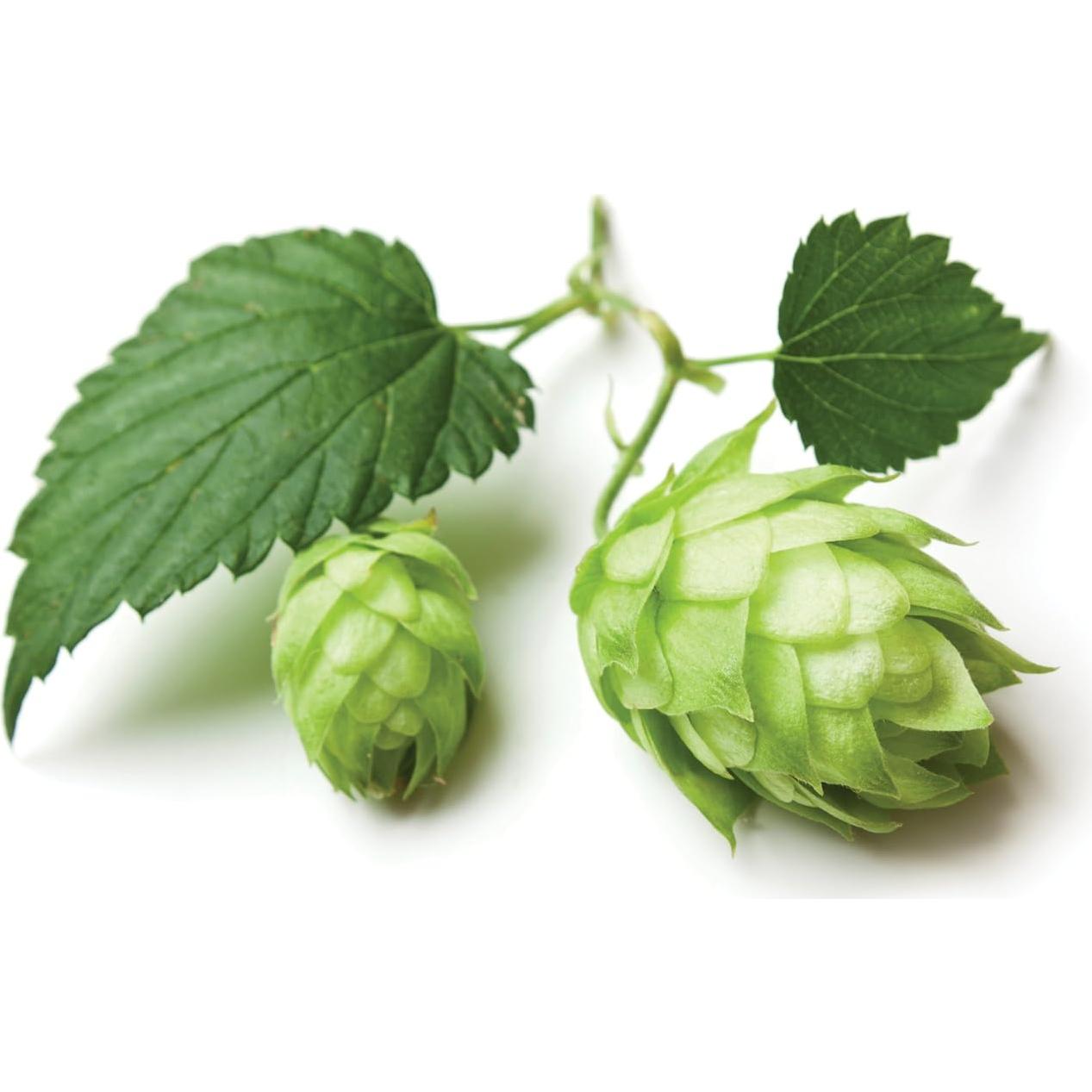 Té Suelto de Lúpulo Natural 28.35 g - Té Natural