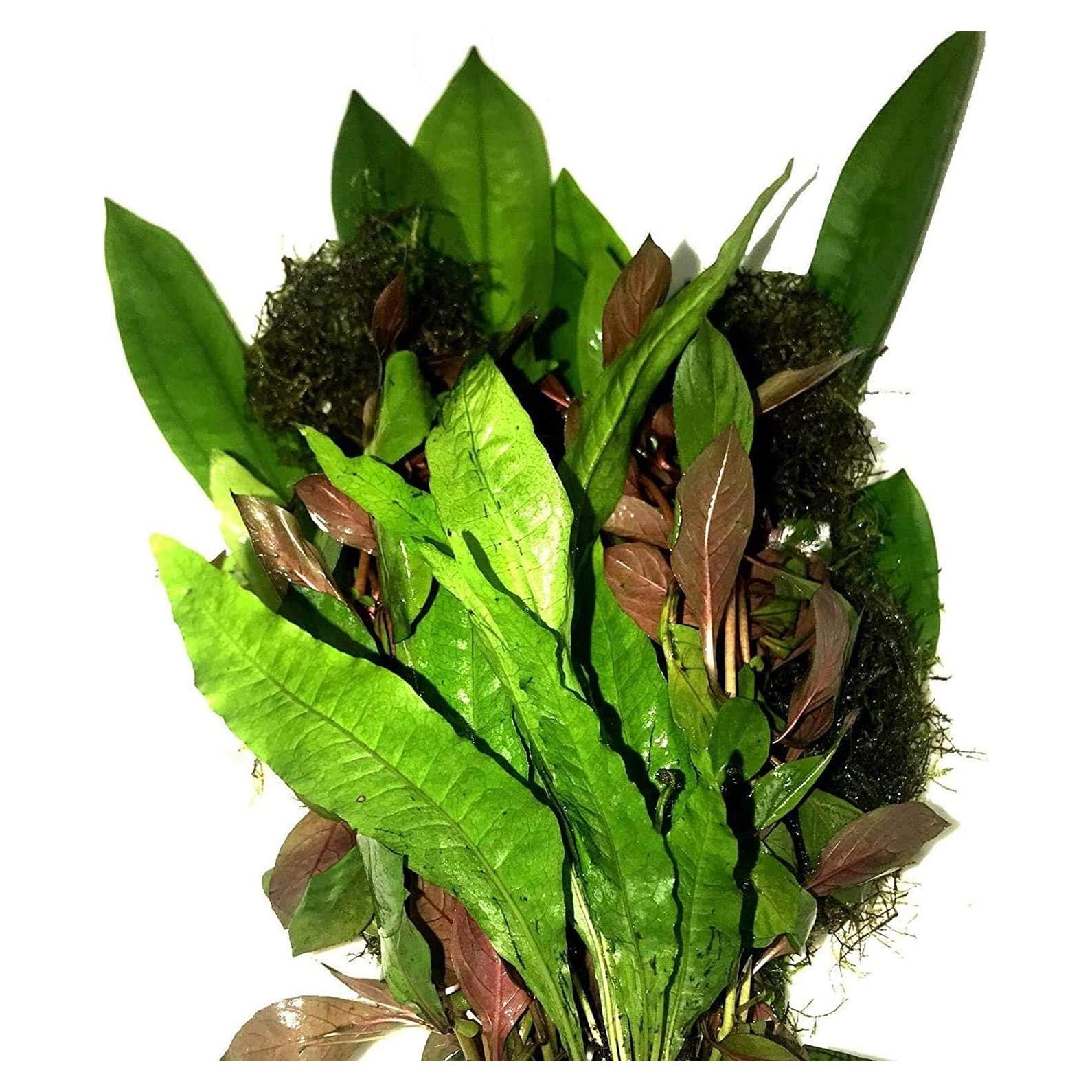 Paquete de Plantas Acuáticas Greenpro - 4 Especies de Agua Dulce