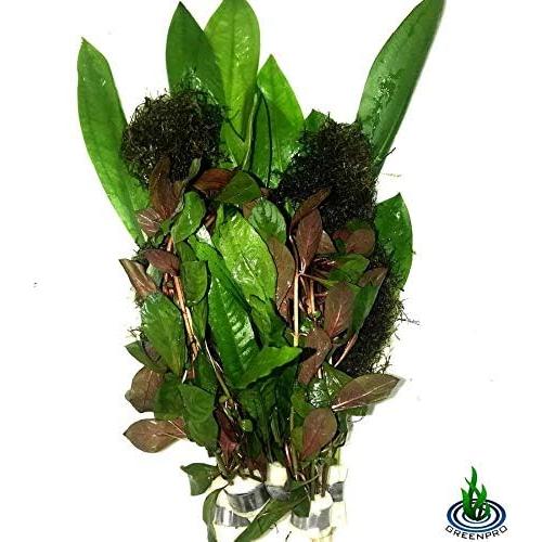 Paquete de Plantas Acuáticas Greenpro - 4 Especies de Agua Dulce