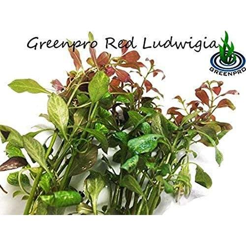 Paquete de Plantas Acuáticas Greenpro - 4 Especies de Agua Dulce