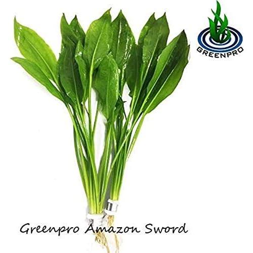 Paquete de Plantas Acuáticas Greenpro - 4 Especies de Agua Dulce