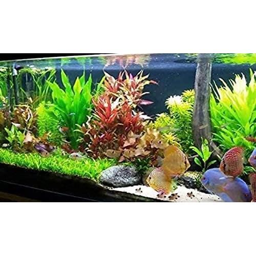 Paquete de Plantas Acuáticas Greenpro - 4 Especies de Agua Dulce