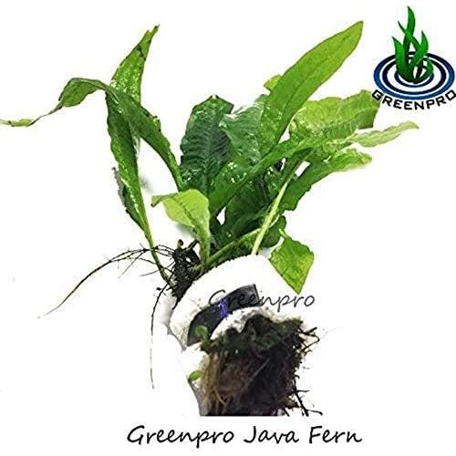 Paquete de Plantas Acuáticas Greenpro - 4 Especies de Agua Dulce