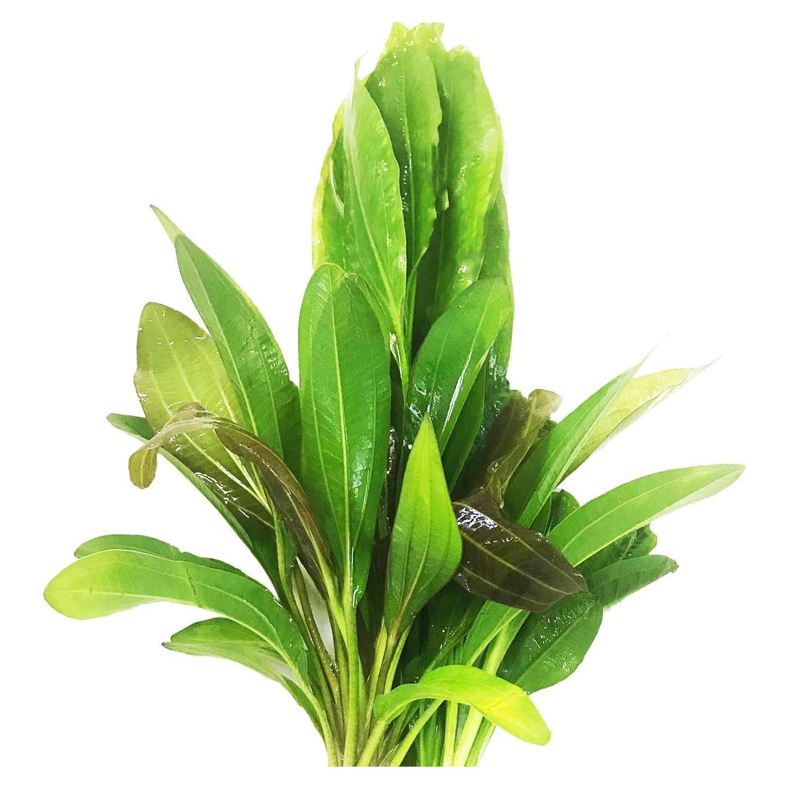Paquete 3 Plantas Acuáticas Greenpro Echinodorus 10 Tallos