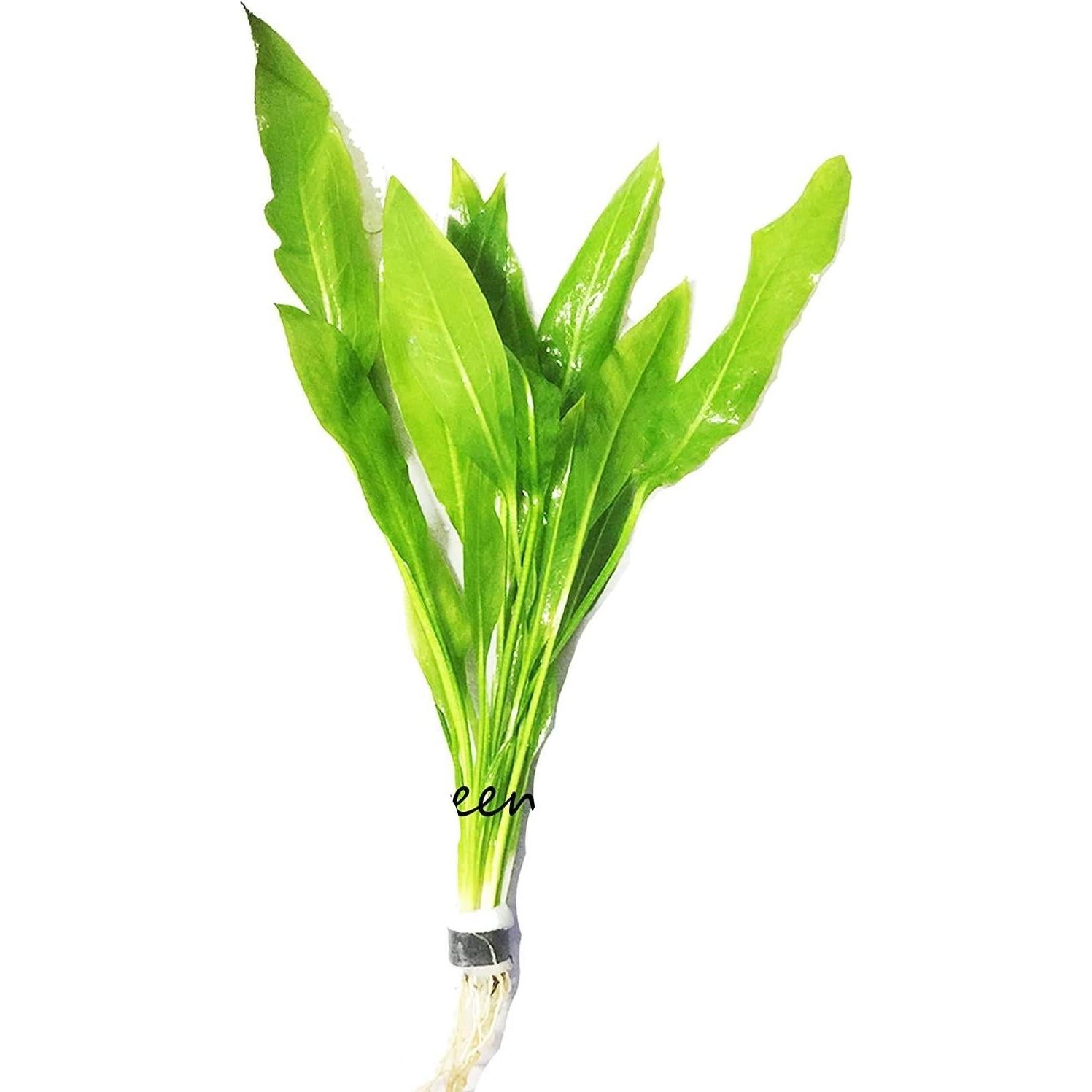 Paquete 3 Plantas Acuáticas Greenpro Echinodorus 10 Tallos