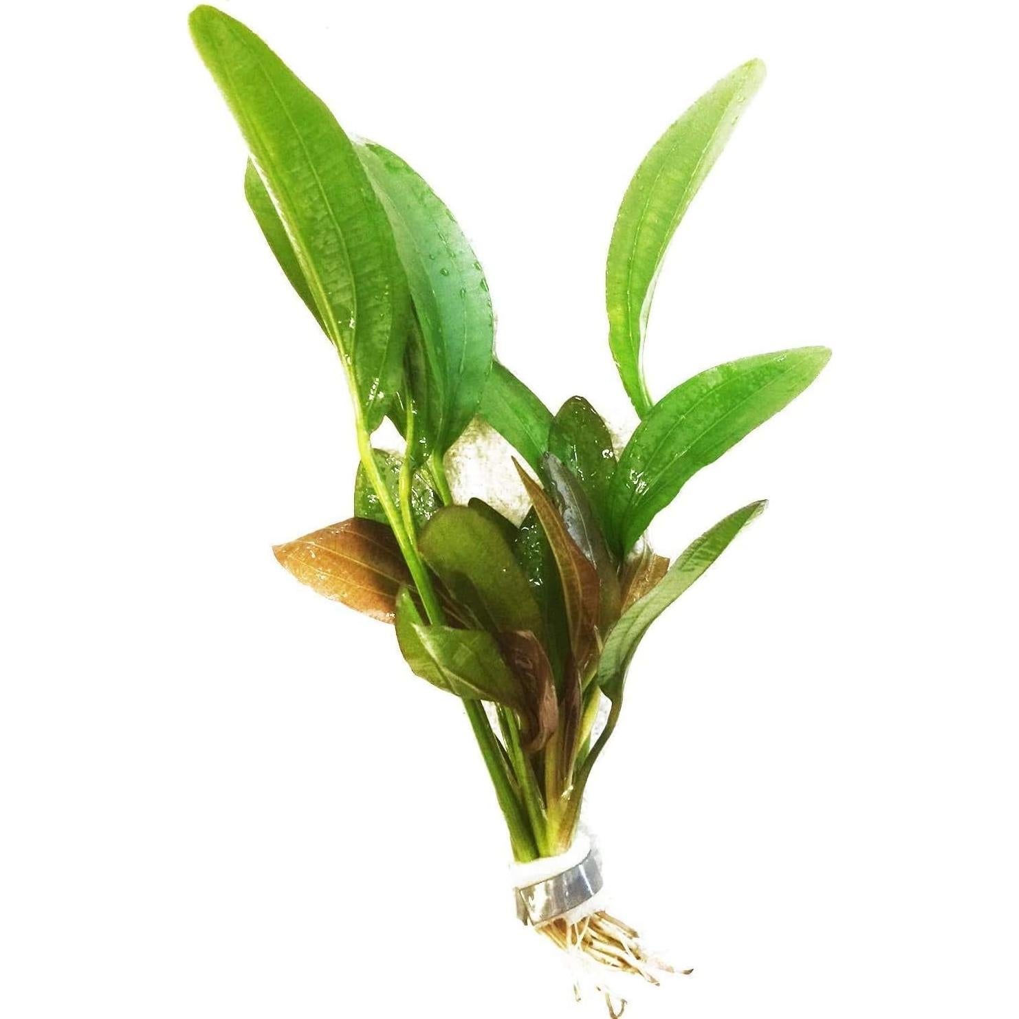 Paquete 3 Plantas Acuáticas Greenpro Echinodorus 10 Tallos