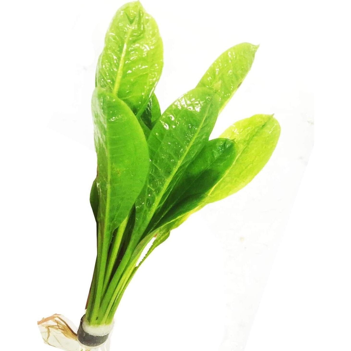 Paquete 3 Plantas Acuáticas Greenpro Echinodorus 10 Tallos