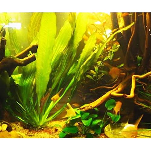 Paquete 3 Plantas Acuáticas Greenpro Echinodorus 10 Tallos