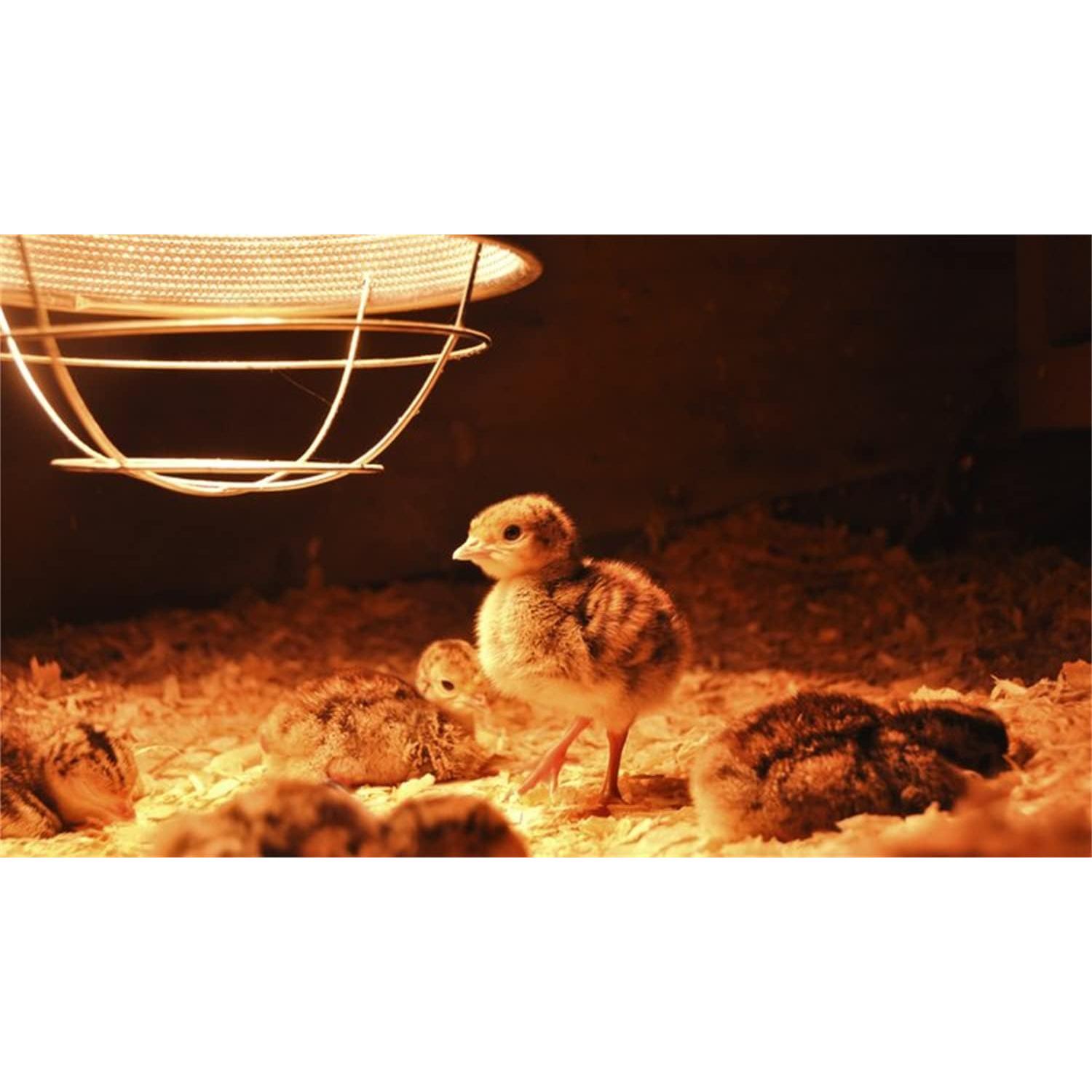 Bombilla de Calor Infrarroja PAR38 100W BONGBADA E26 Transparente