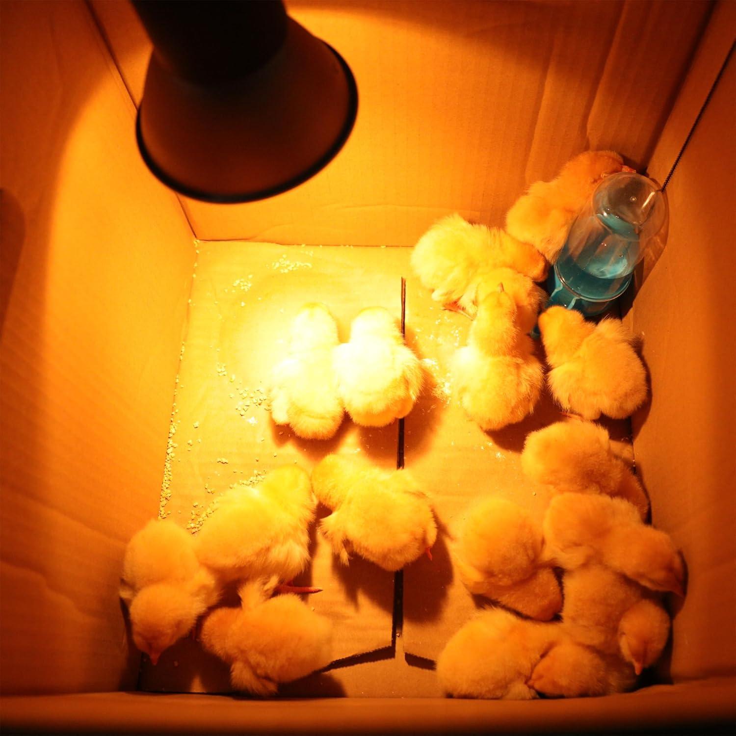 Paquete de 3 Lámparas de Calor G9 25W para Pollitos EXOREPTI