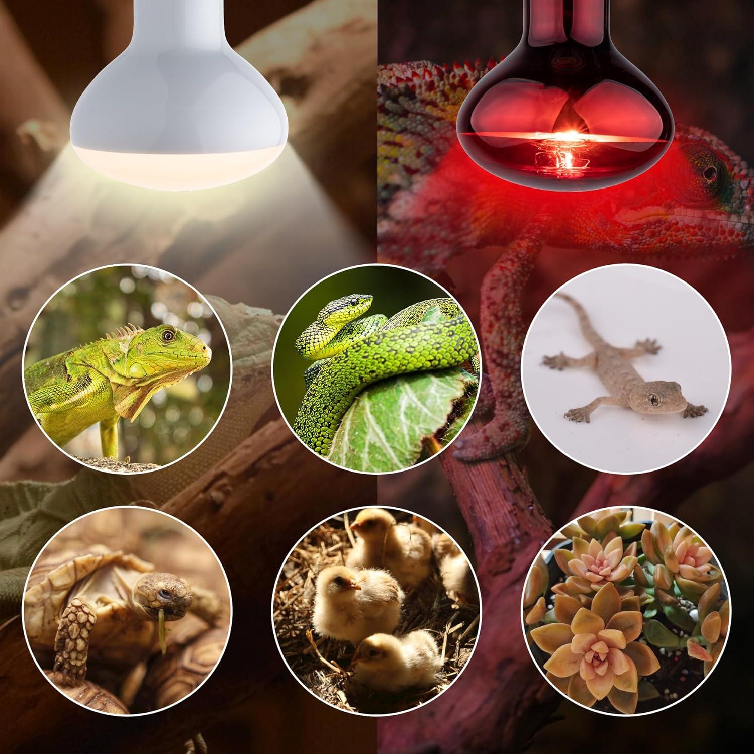Bombillas de Calor UVA y Roja 100W para Reptiles - 2 Piezas