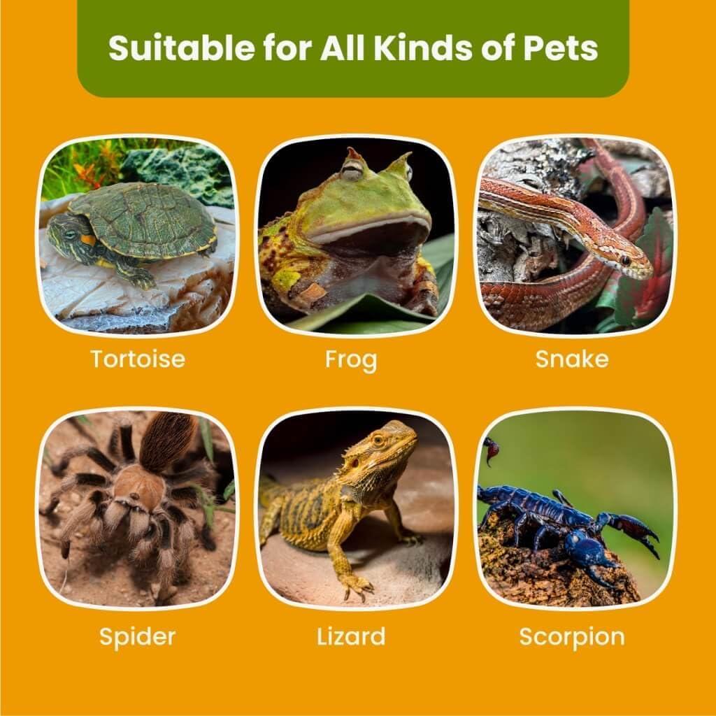 Plataforma de Sol para Tortugas Dean Designs - Beige - 3 Ventosas