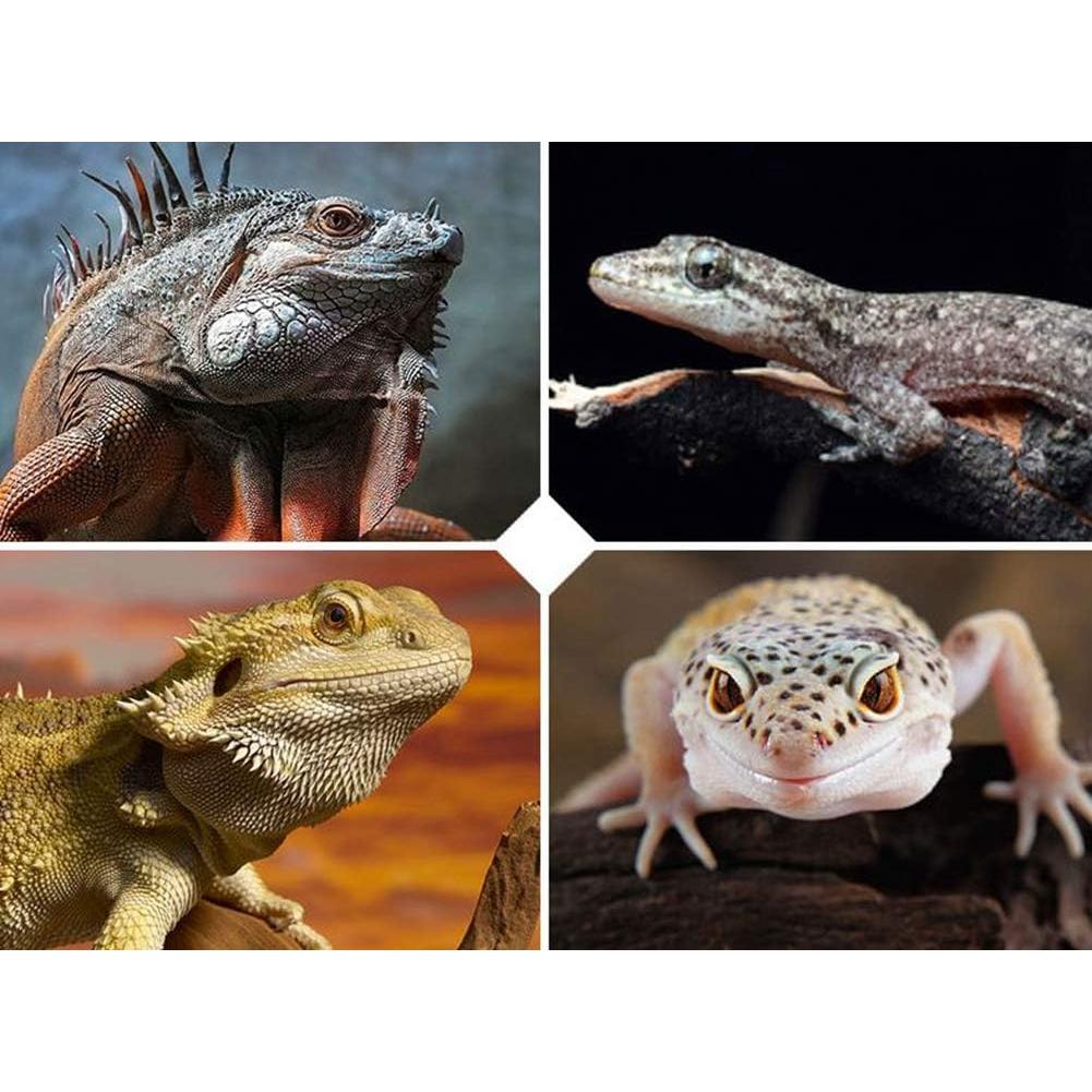 Correa Ajustable para Reptiles HAICHEN TEC 1.68m Nylon