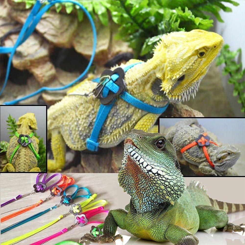 Conjunto Arnés y Correa Hypeety para Dragón Barbudo Reptiles