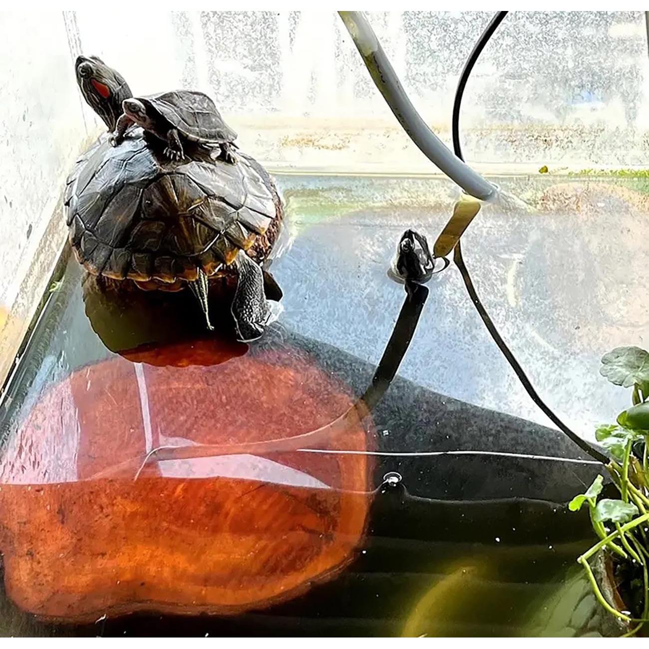 Plataforma de Sol para Tortugas ZYYRT 12x12x3cm Madera Natural