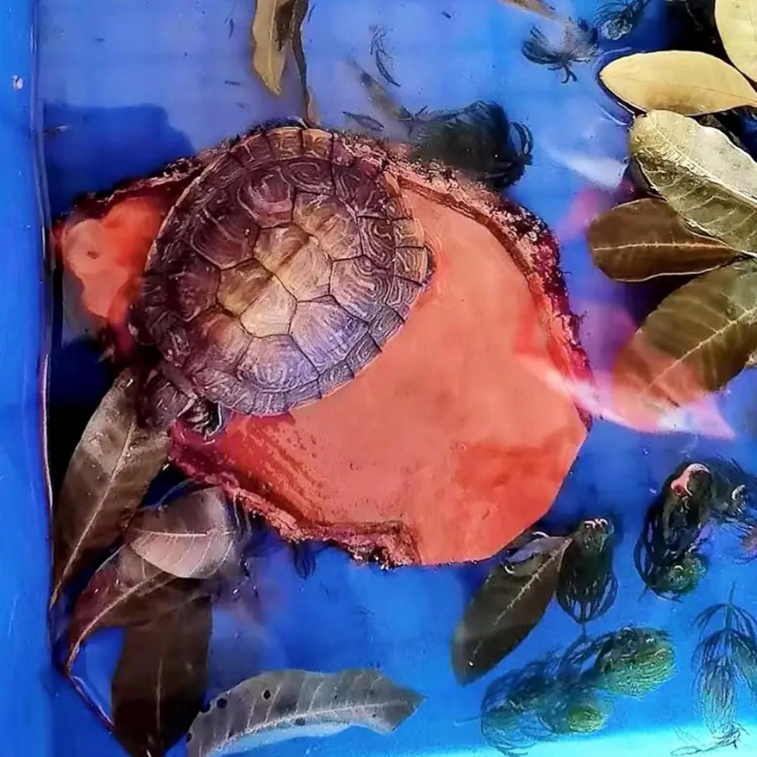 Plataforma de Sol para Tortugas ZYYRT 12x12x3cm Madera Natural