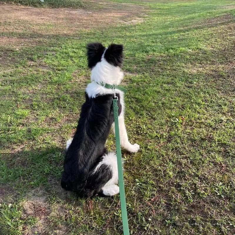 Conjunto Collar y Correa para Perro ZALER Ajustable Impermeable L Verde