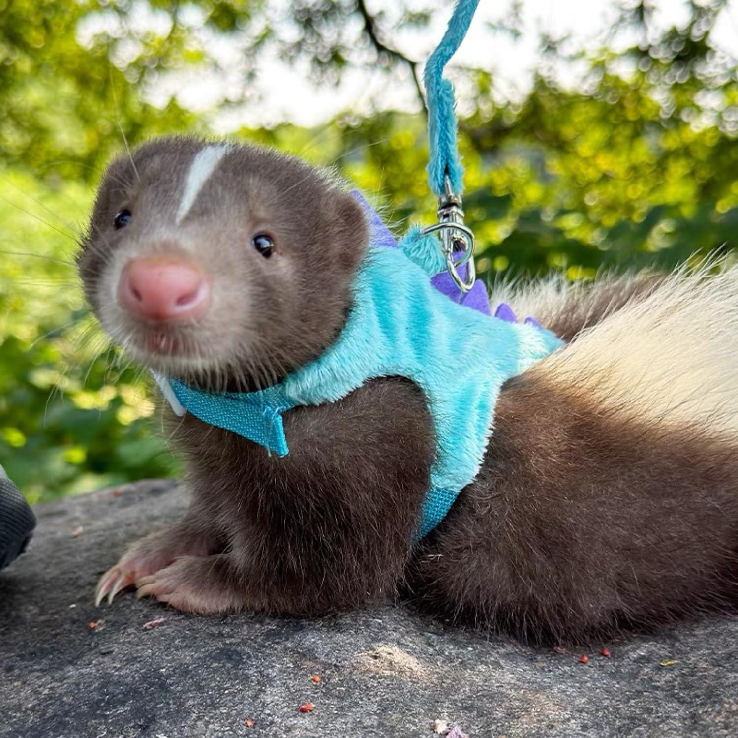 Conjunto Arnés y Correa SEZDEKI para Dragón Barbudo Azul