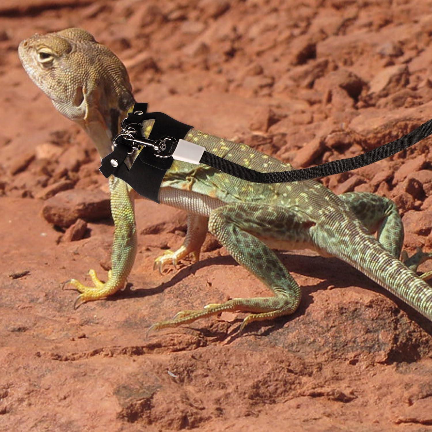 Conjunto Arnés y Correa Retráctil Dragón Barbudo Gosknor