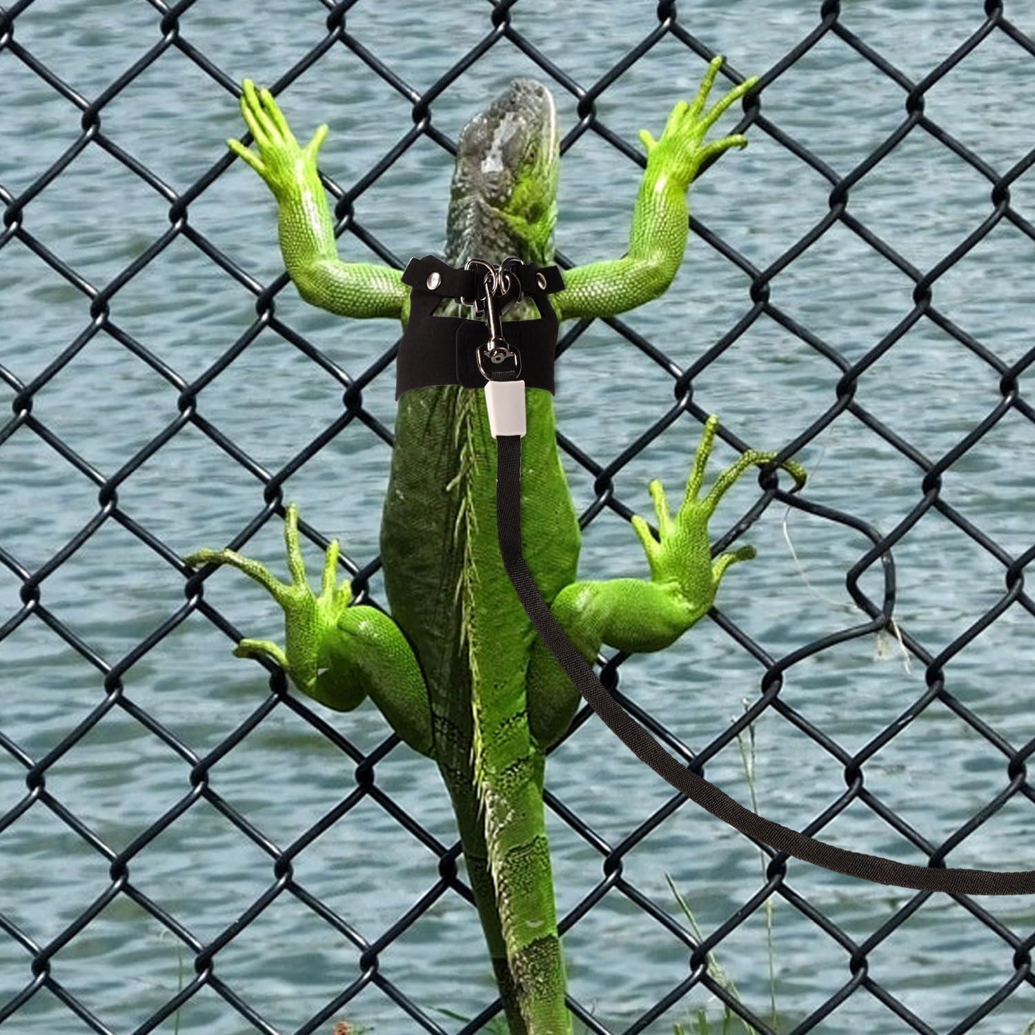 Conjunto Arnés y Correa Retráctil Dragón Barbudo Gosknor
