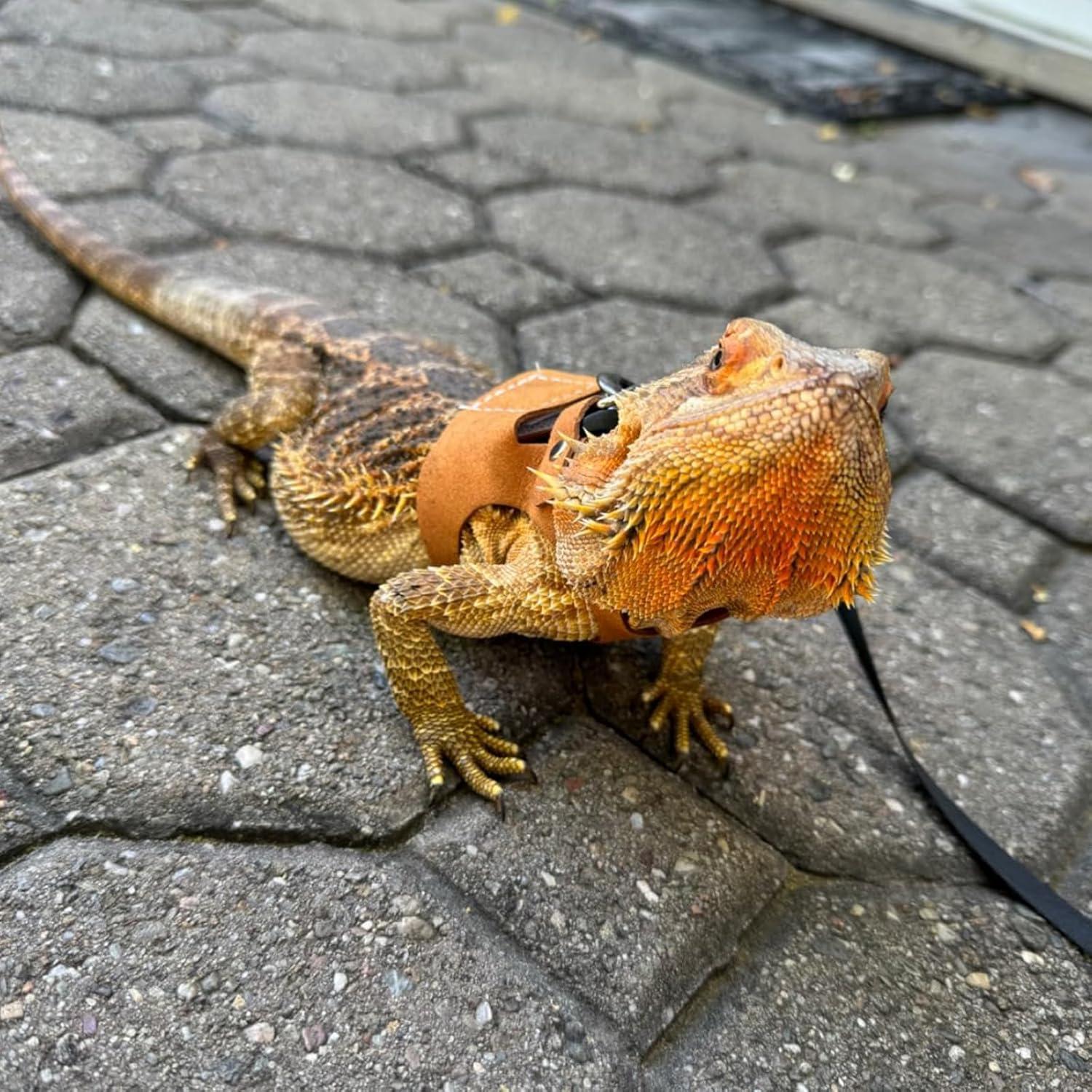 Juego de Arnés y Correa Ajustable KEECAO para Dragón Barbudo