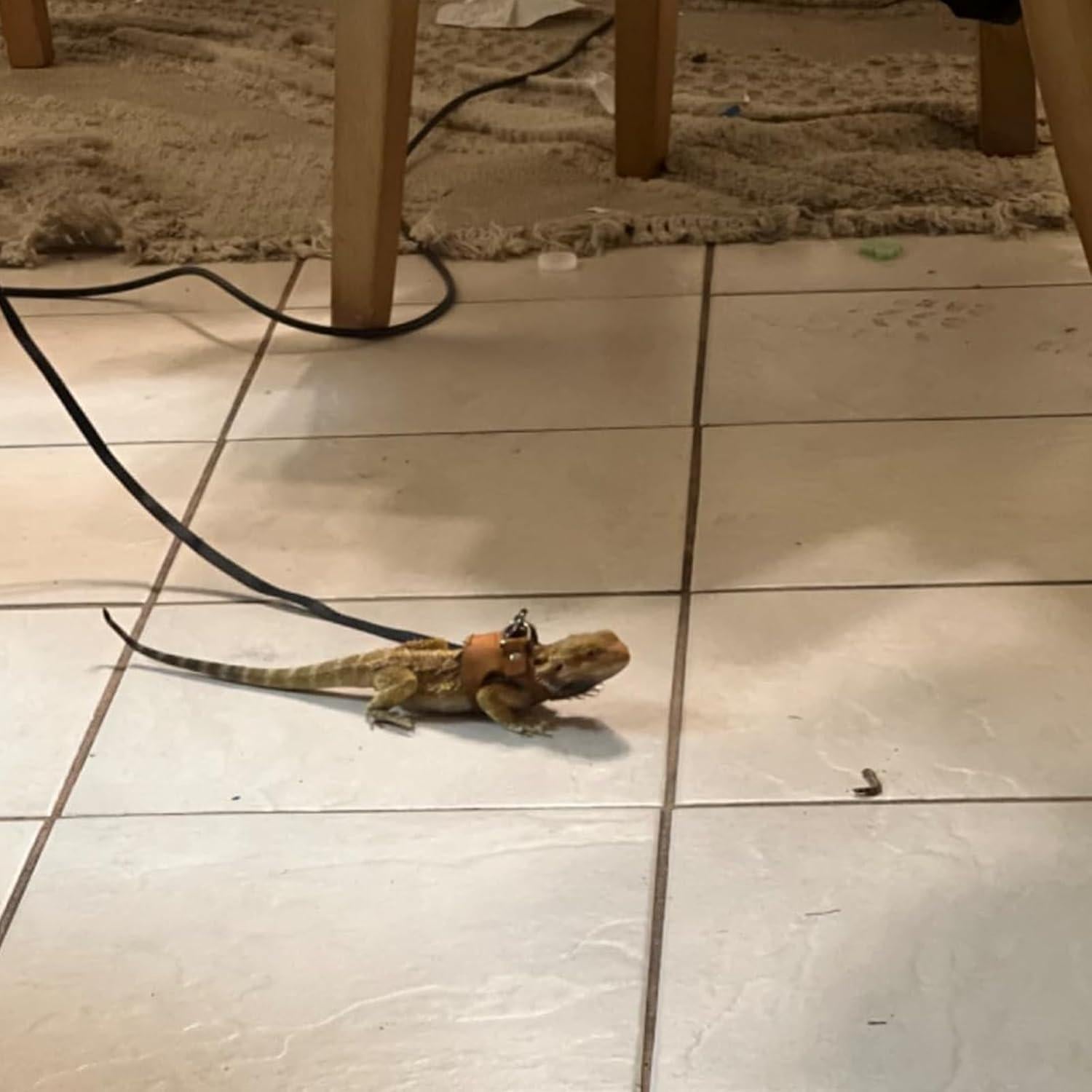 Juego de Arnés y Correa Ajustable KEECAO para Dragón Barbudo