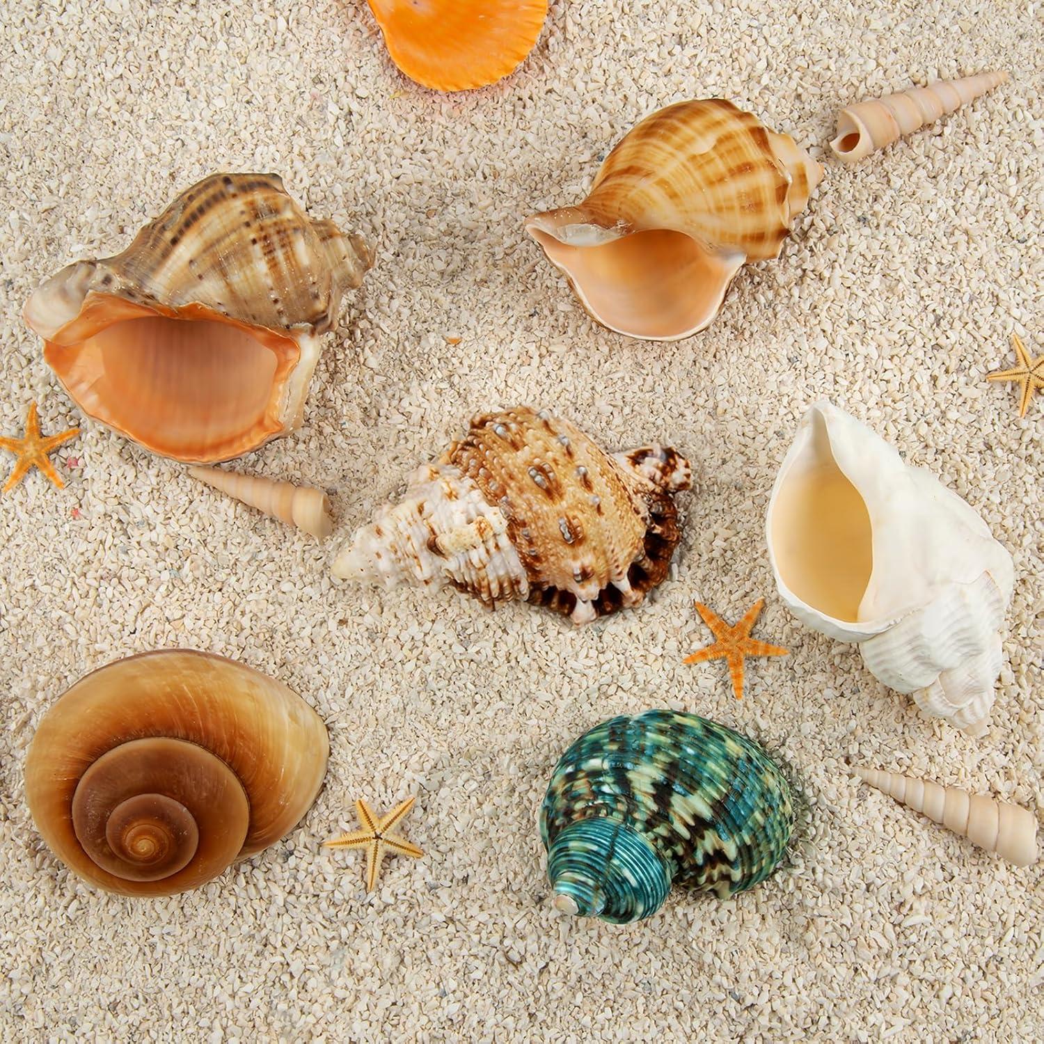 6 Conchas de Cangrejo Ermitaño Naturales Medianas Grandes 5.8-8.9 cm