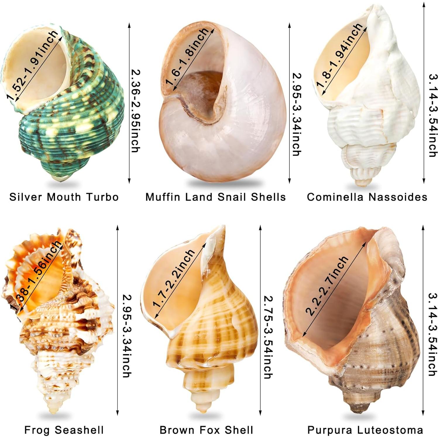 6 Conchas de Cangrejo Ermitaño Naturales Medianas Grandes 5.8-8.9 cm