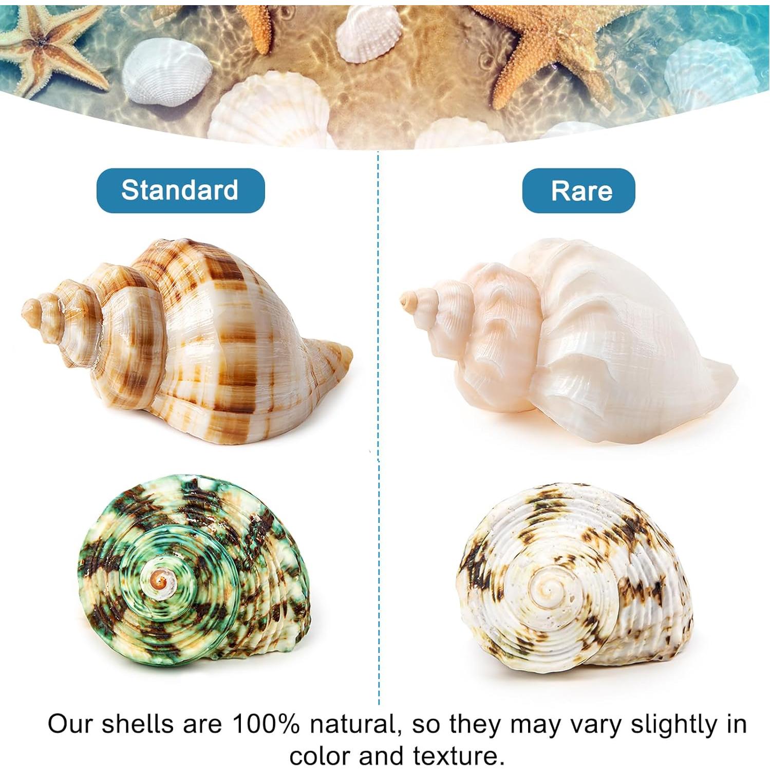 6 Conchas de Cangrejo Ermitaño Naturales Medianas Grandes 5.8-8.9 cm