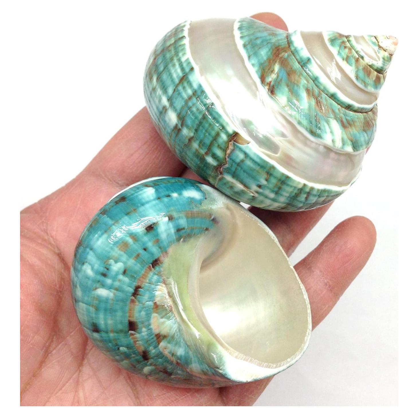 Conchas Naturales Grandes PEPPERLONELY para Cangrejo 2 PC