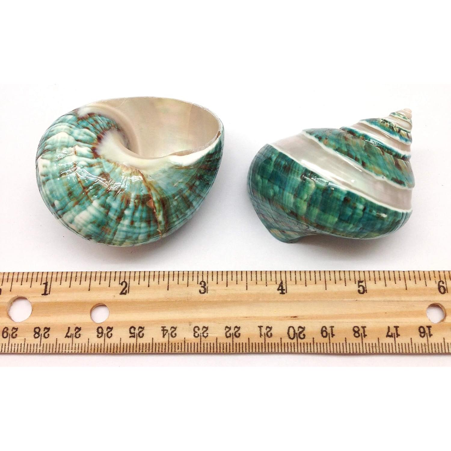 Conchas Naturales Grandes PEPPERLONELY para Cangrejo 2 PC