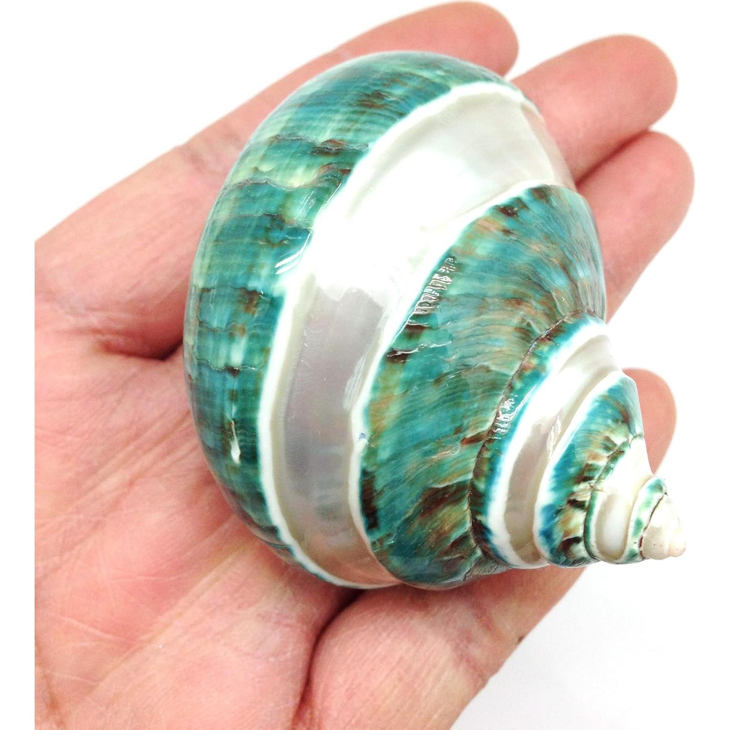 Conchas Naturales Grandes PEPPERLONELY para Cangrejo 2 PC