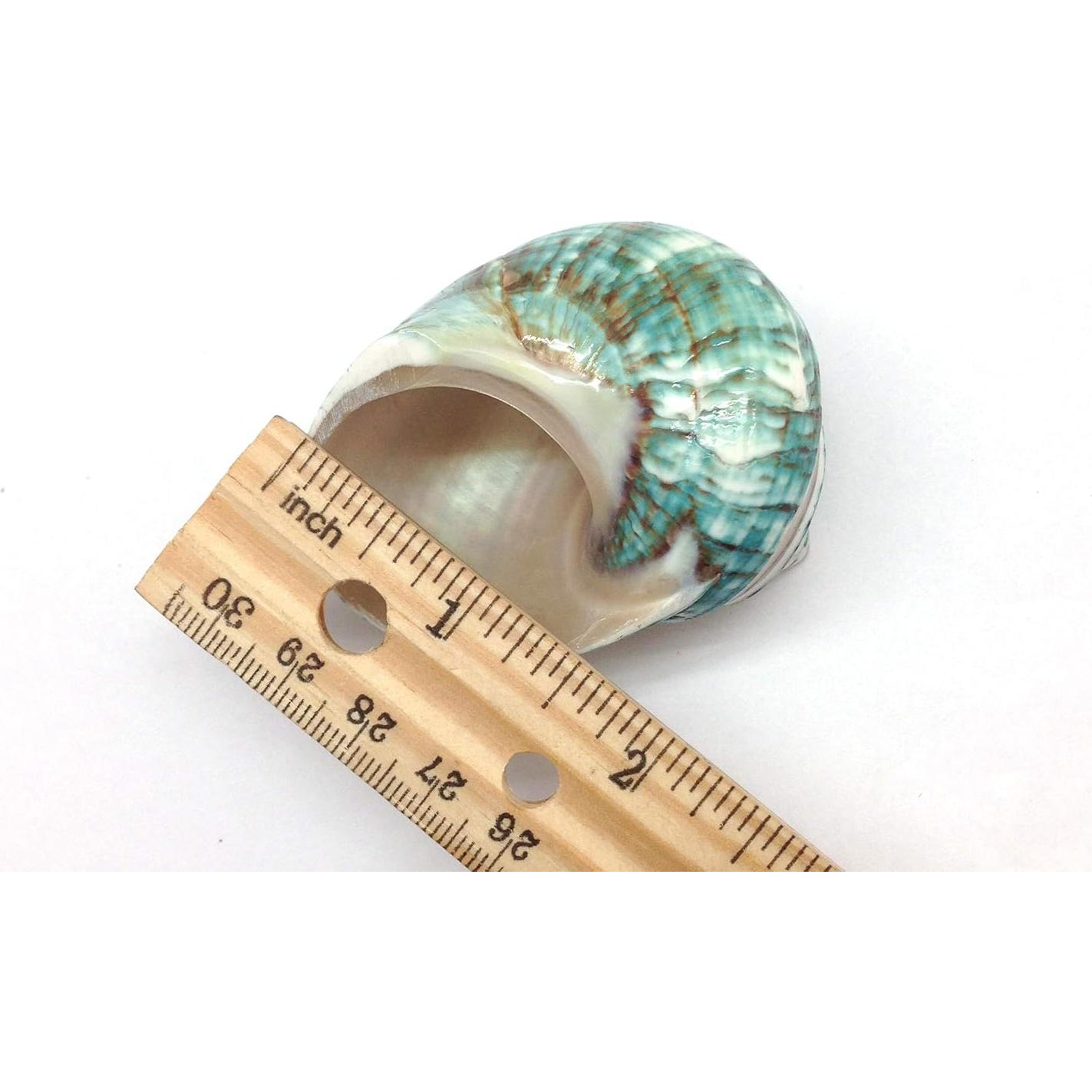 Conchas Naturales Grandes PEPPERLONELY para Cangrejo 2 PC