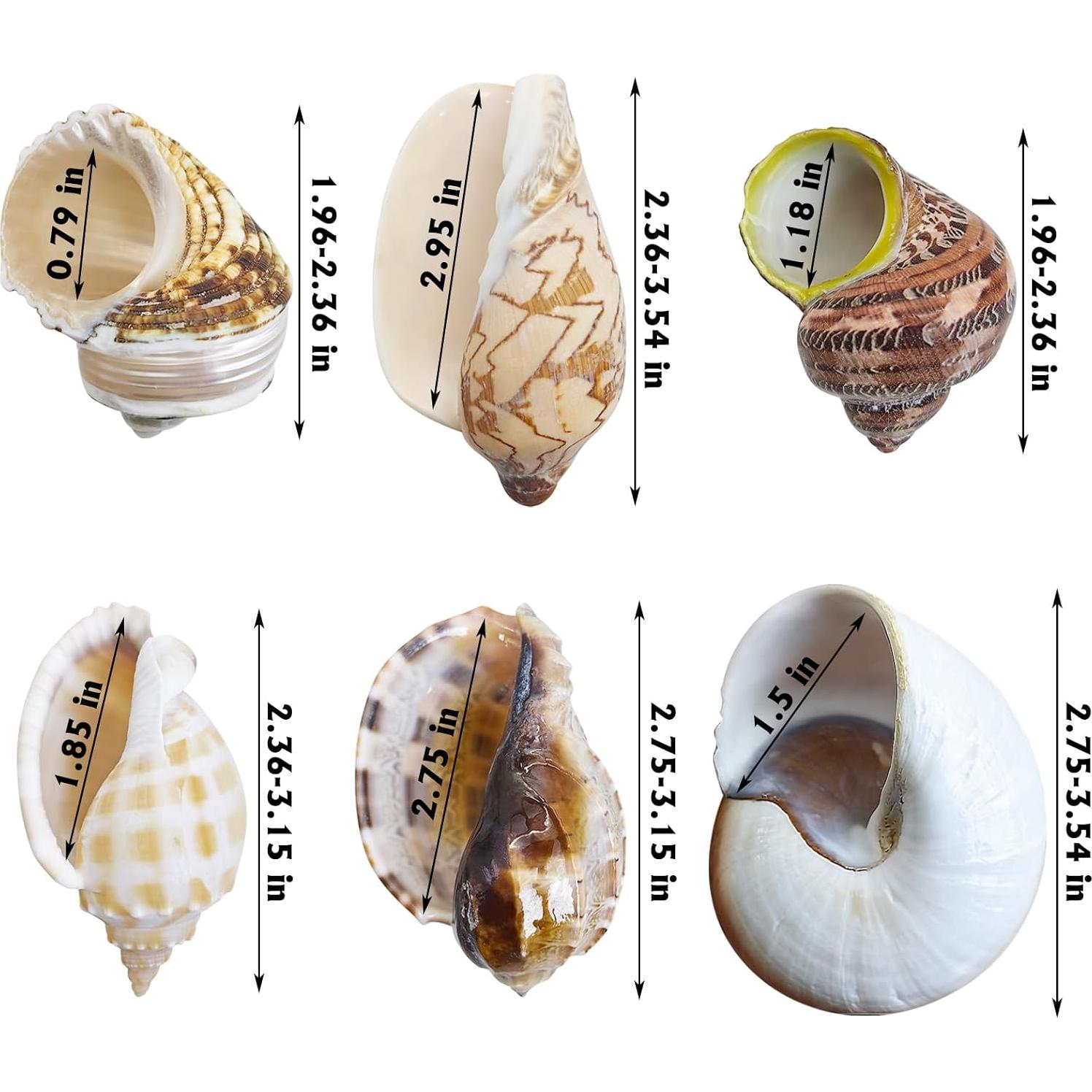 Conchas para Cangrejo Ermitaño Kathson 6 Pcs Tamaño 5-8.9 cm