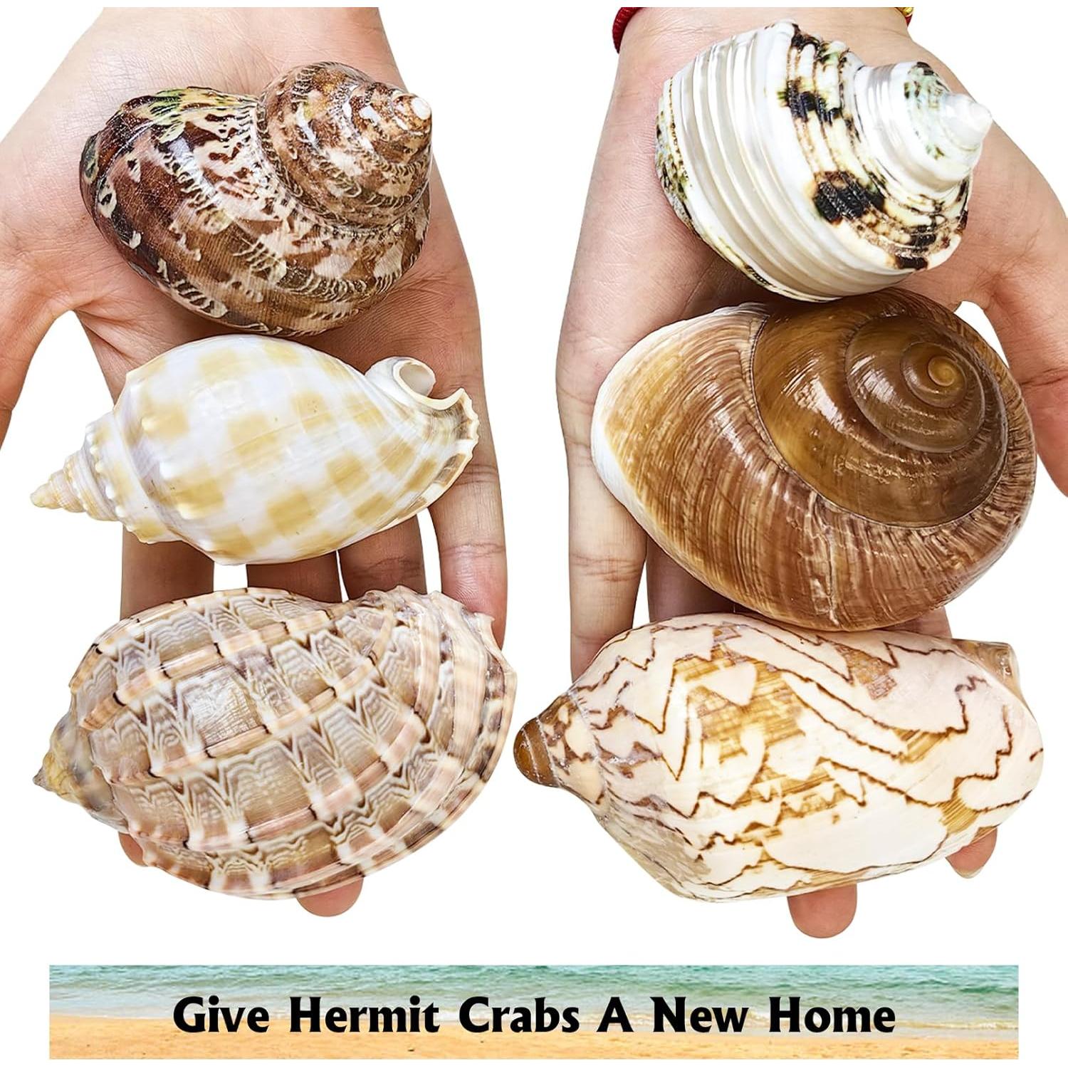 Conchas para Cangrejo Ermitaño Kathson 6 Pcs Tamaño 5-8.9 cm