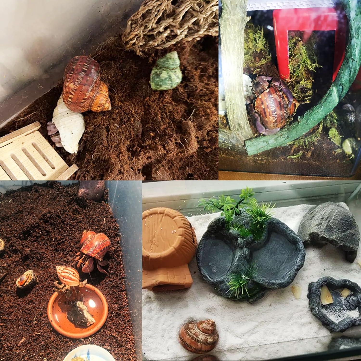 Conchas para Cangrejo Ermitaño Kathson 6 Pcs Tamaño 5-8.9 cm