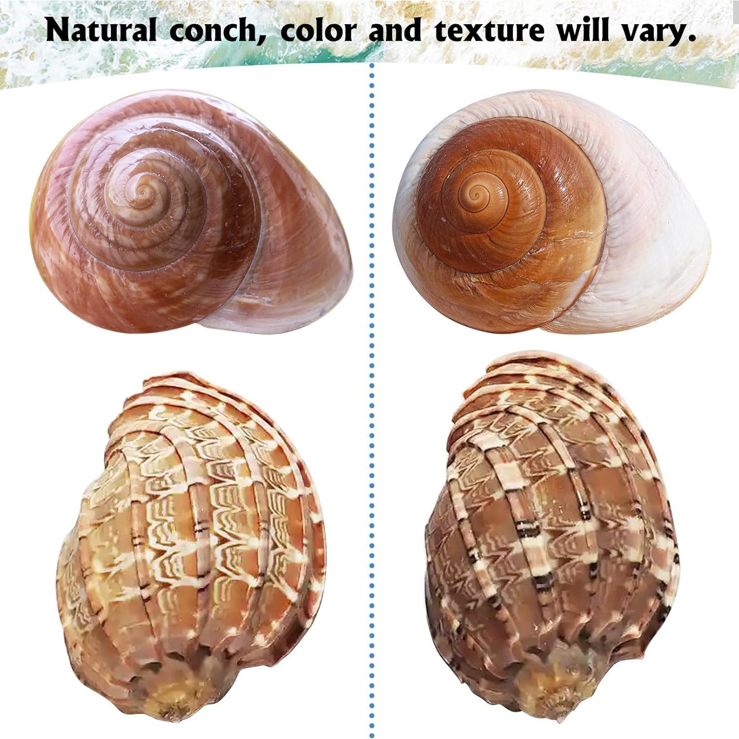 Conchas para Cangrejo Ermitaño Kathson 6 Pcs Tamaño 5-8.9 cm