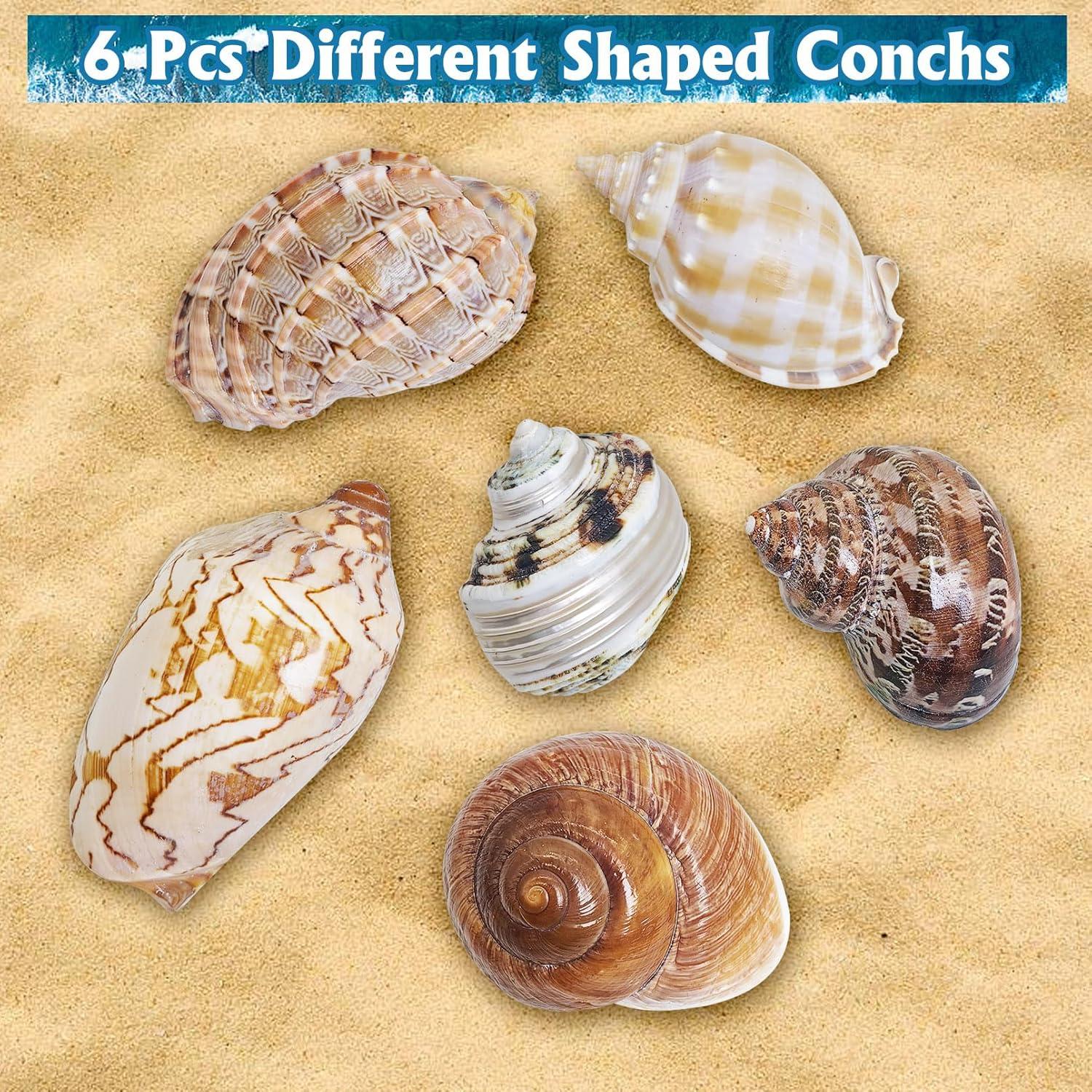 Conchas para Cangrejo Ermitaño Kathson 6 Pcs Tamaño 5-8.9 cm