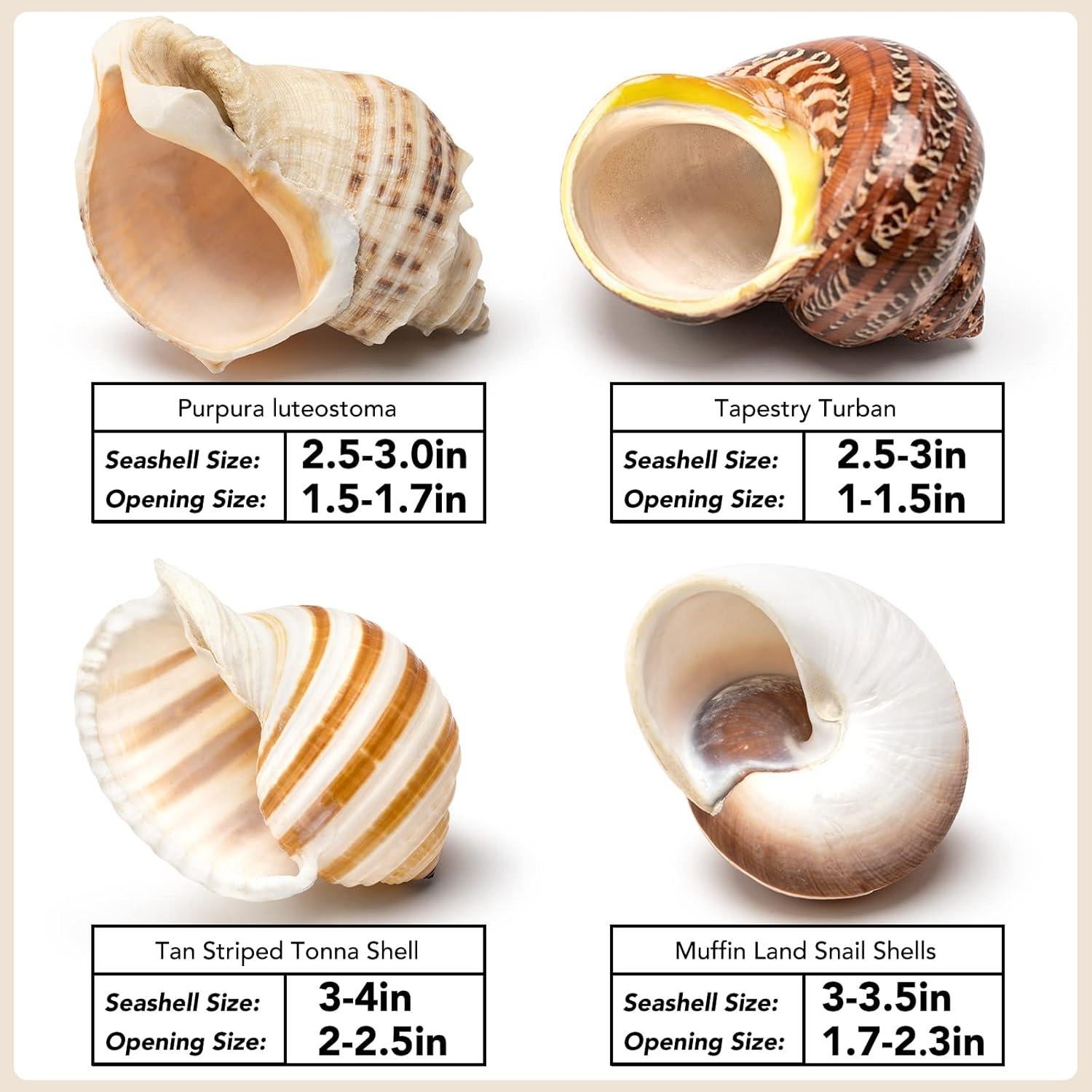 Juego de 4 Conchas de Cangrejo Ermitaño Seleccionadas a Mano