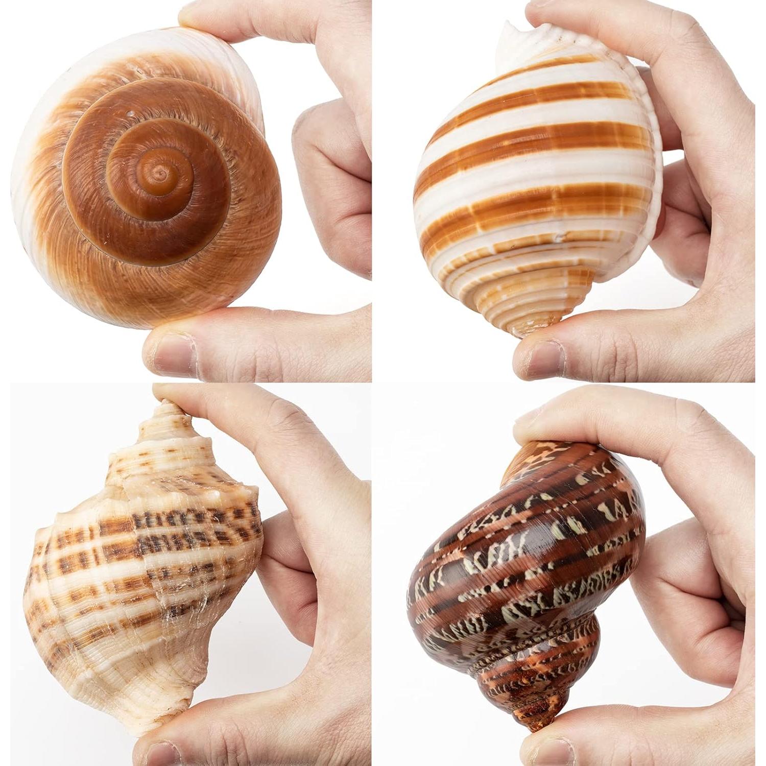 Juego de 4 Conchas de Cangrejo Ermitaño Seleccionadas a Mano