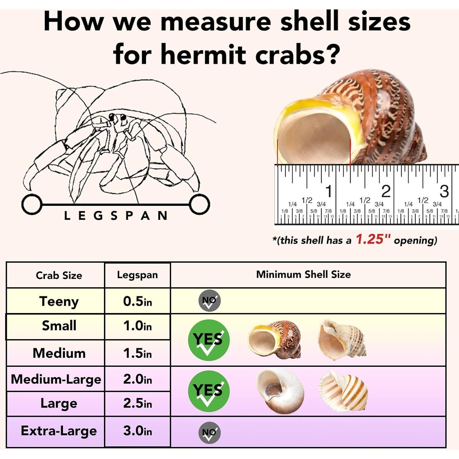 Juego de 4 Conchas de Cangrejo Ermitaño Seleccionadas a Mano