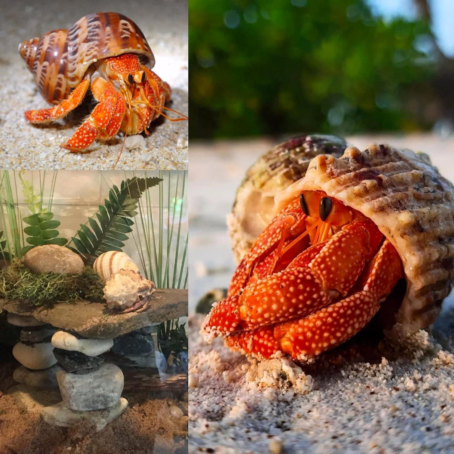 Juego de 4 Conchas de Cangrejo Ermitaño Seleccionadas a Mano