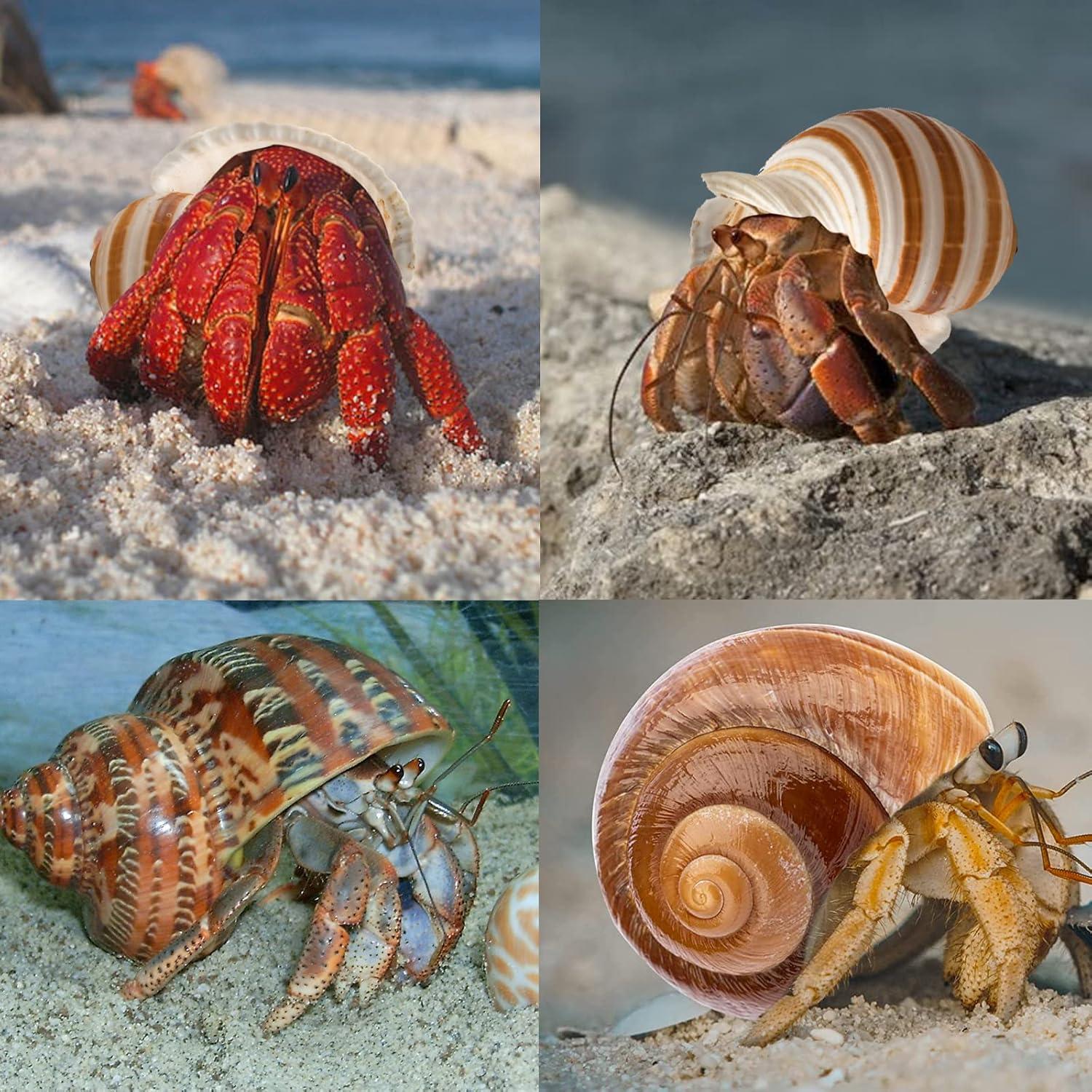 Juego de 4 Conchas de Cangrejo Ermitaño Seleccionadas a Mano