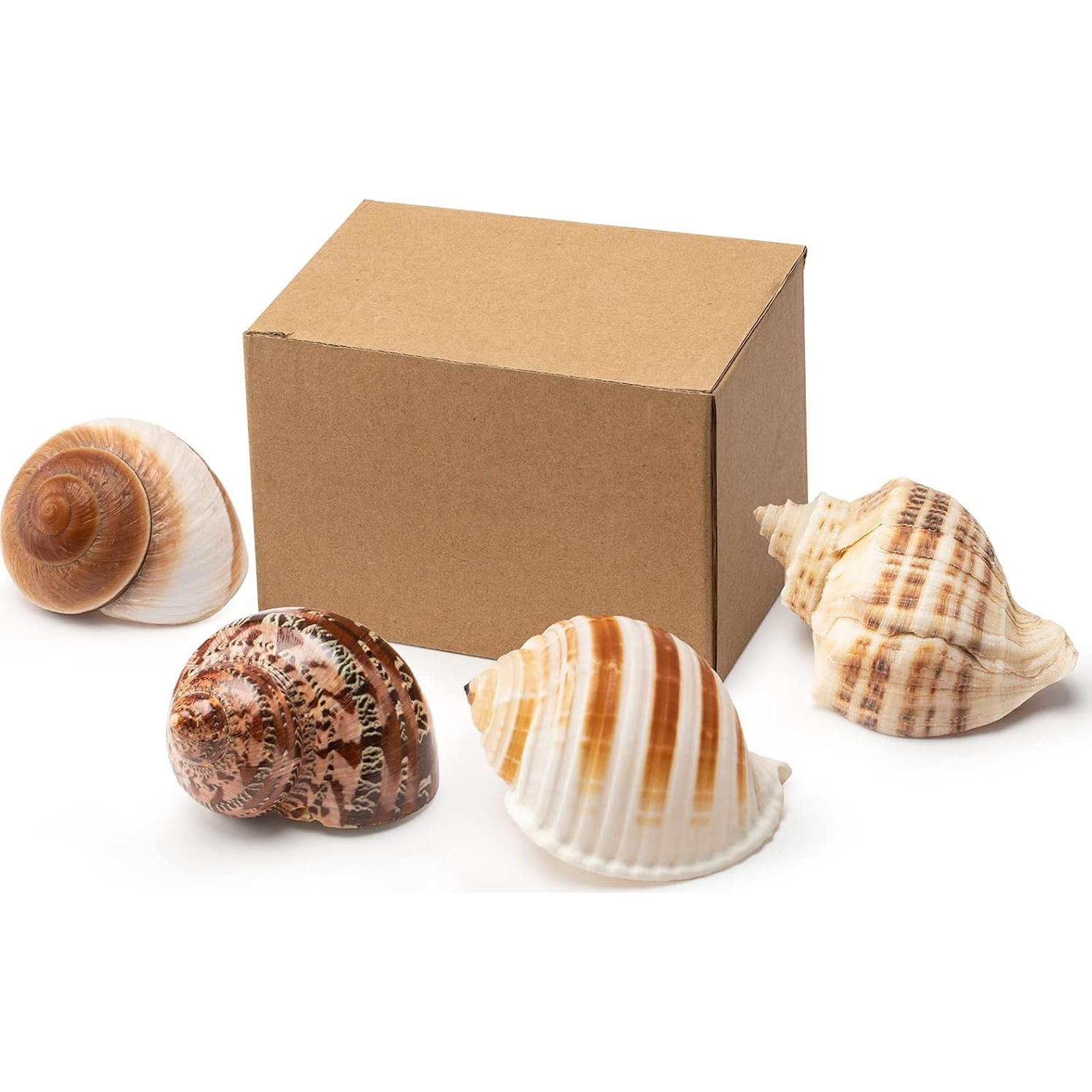 Juego de 4 Conchas de Cangrejo Ermitaño Seleccionadas a Mano